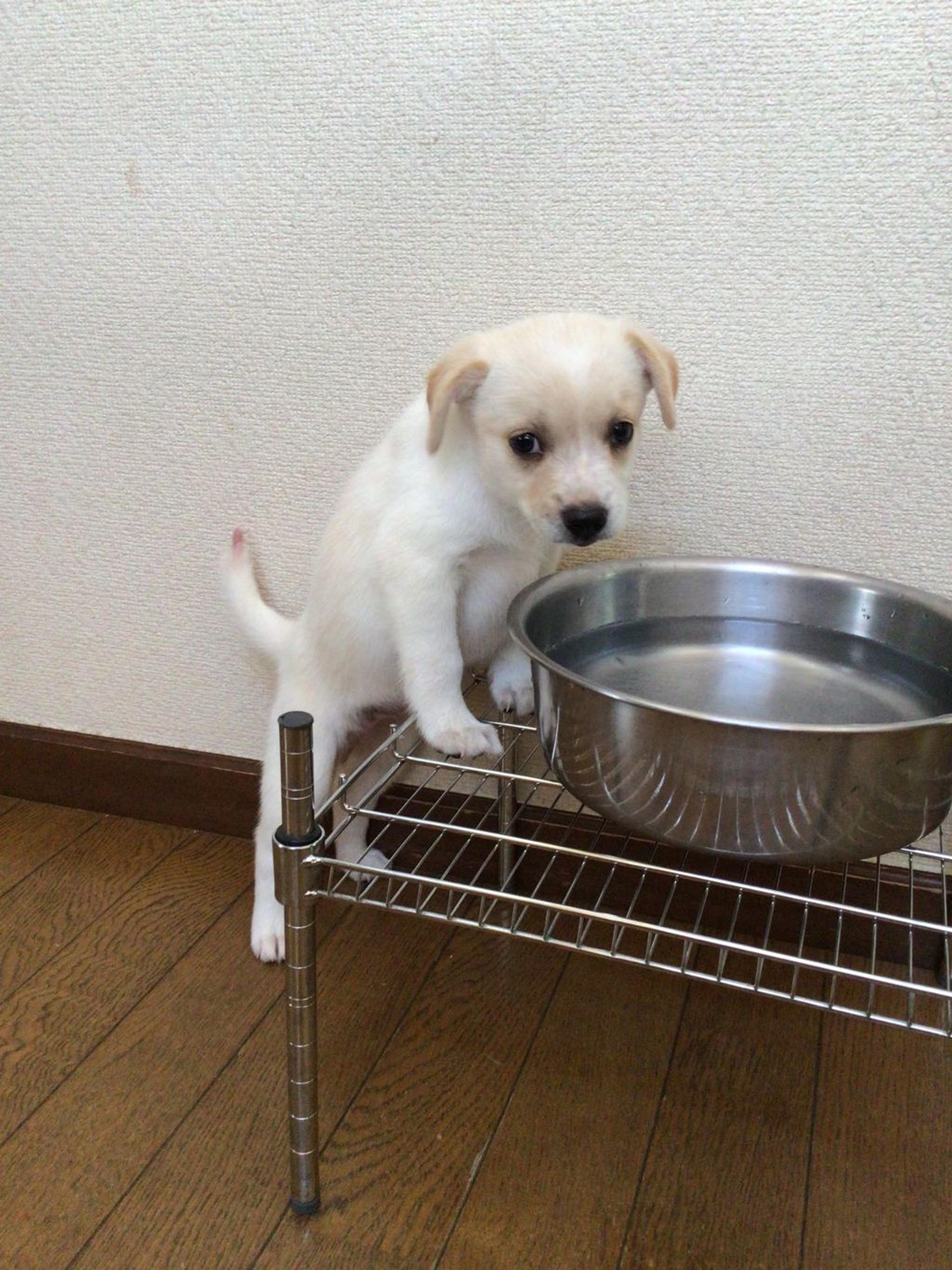 pet-image-8