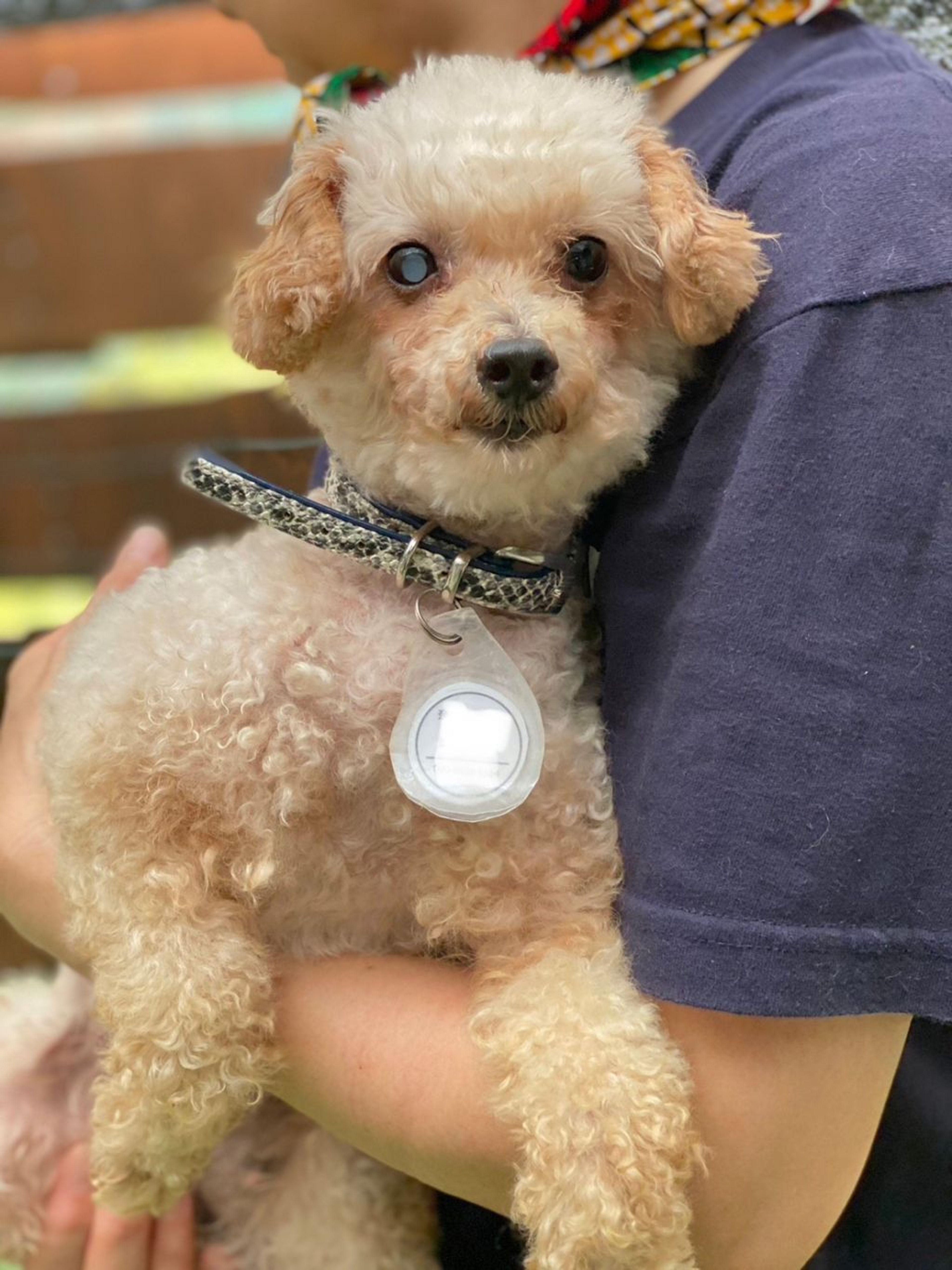 pet-image-2