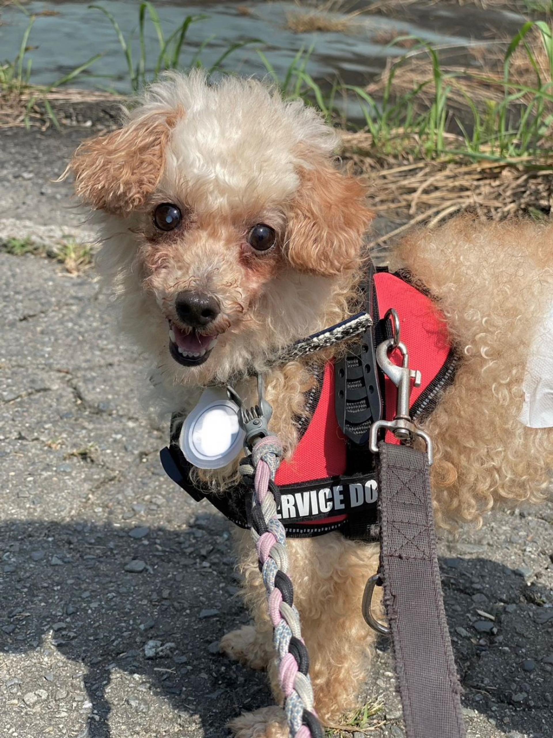 pet-image-4