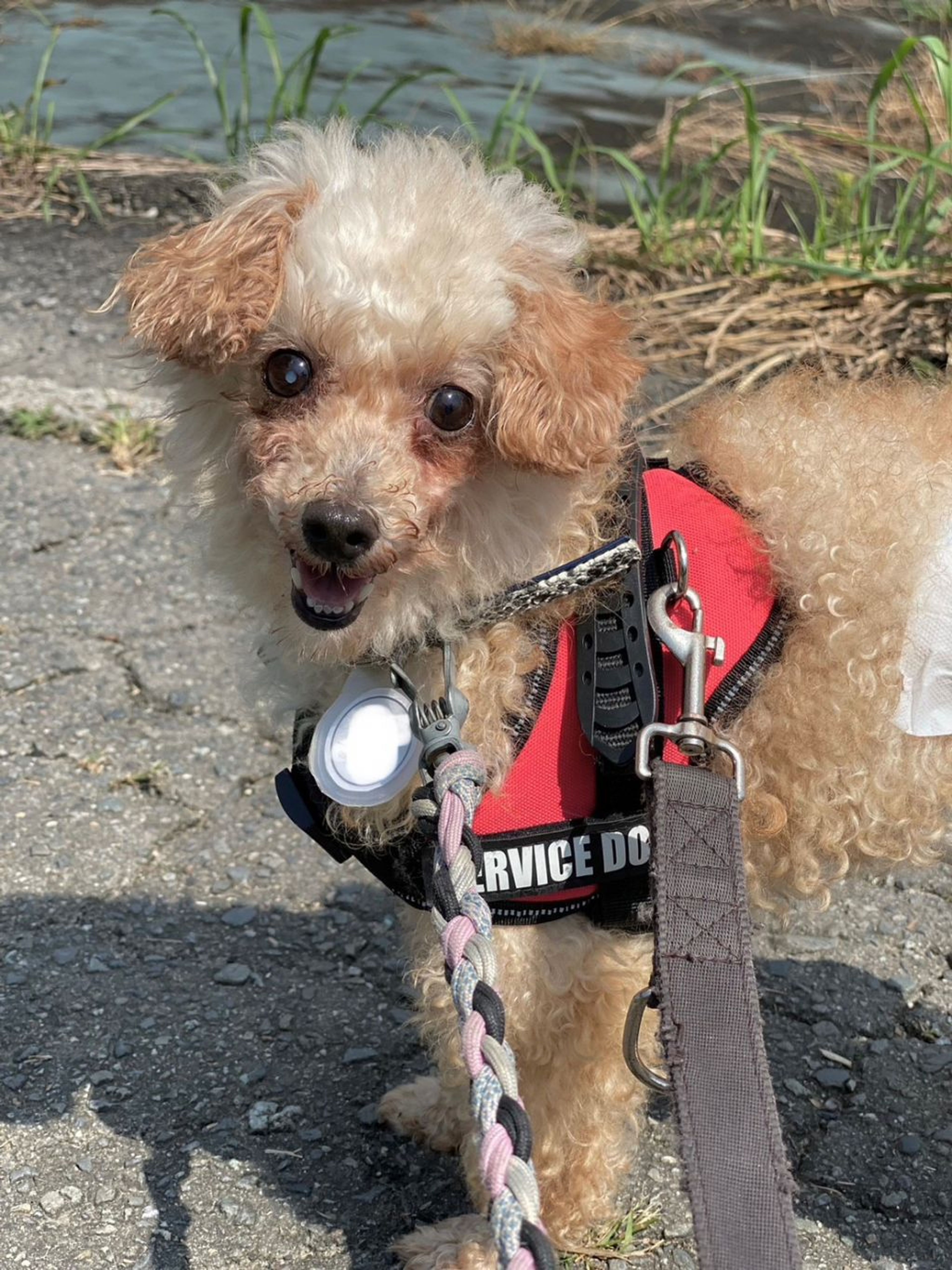 pet-image-4