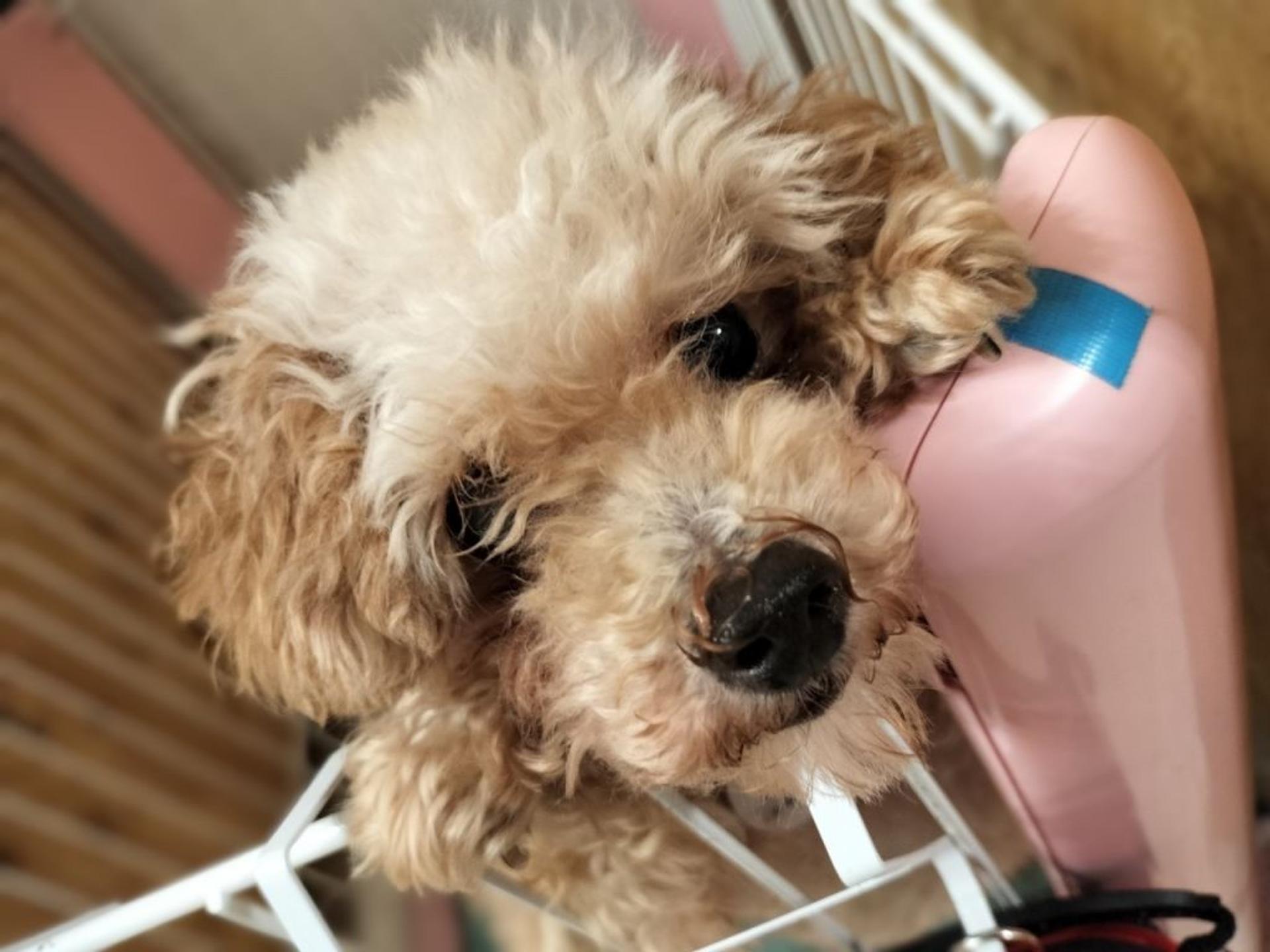 pet-image-5