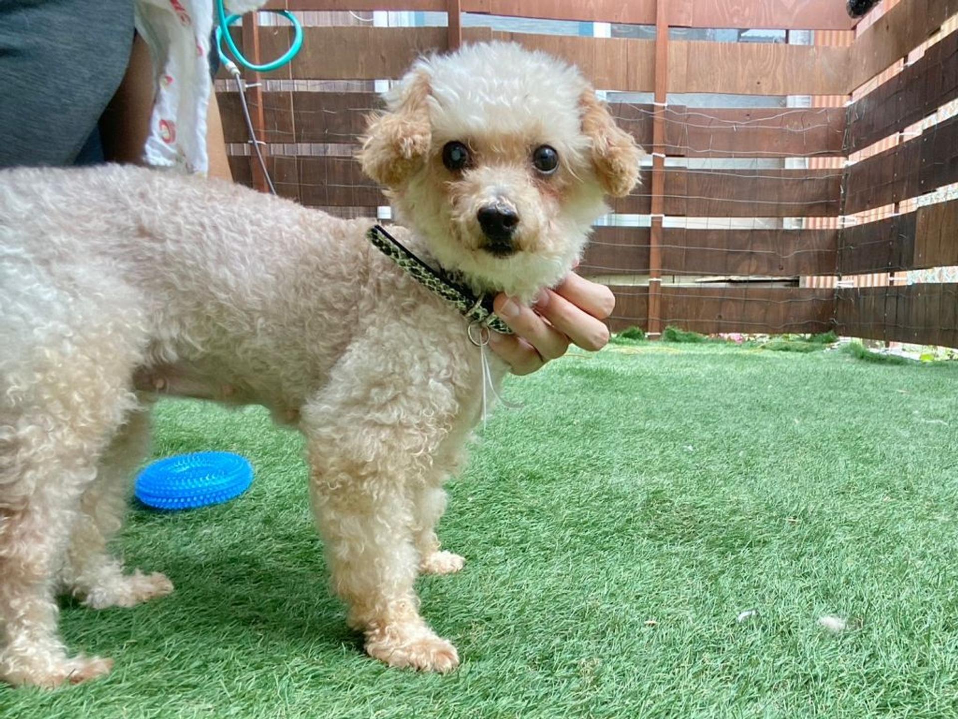 pet-image-9