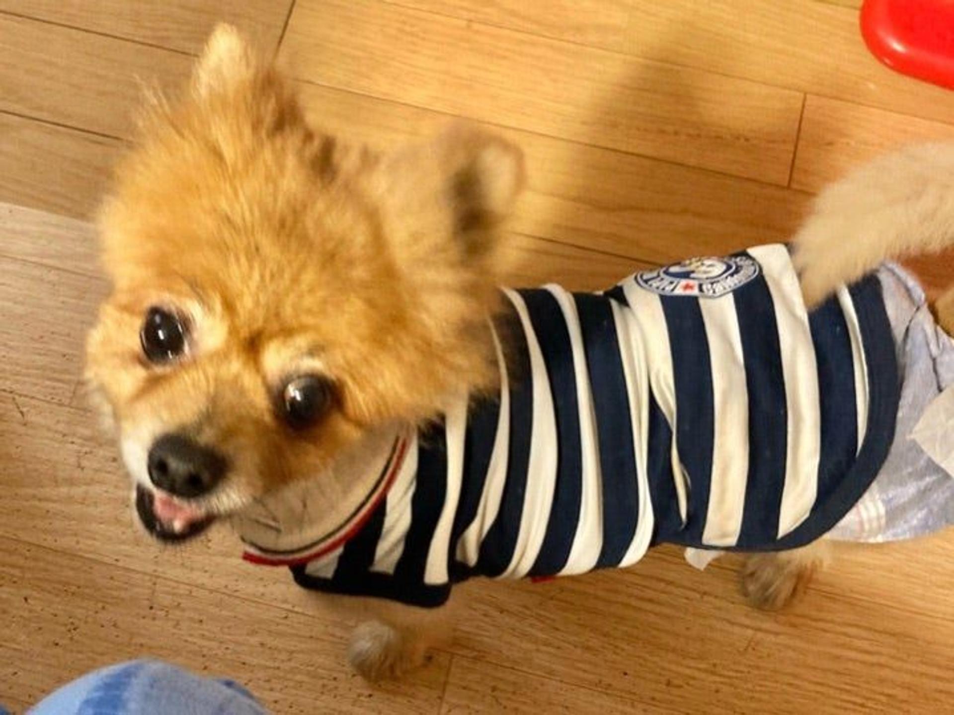 pet-image-3