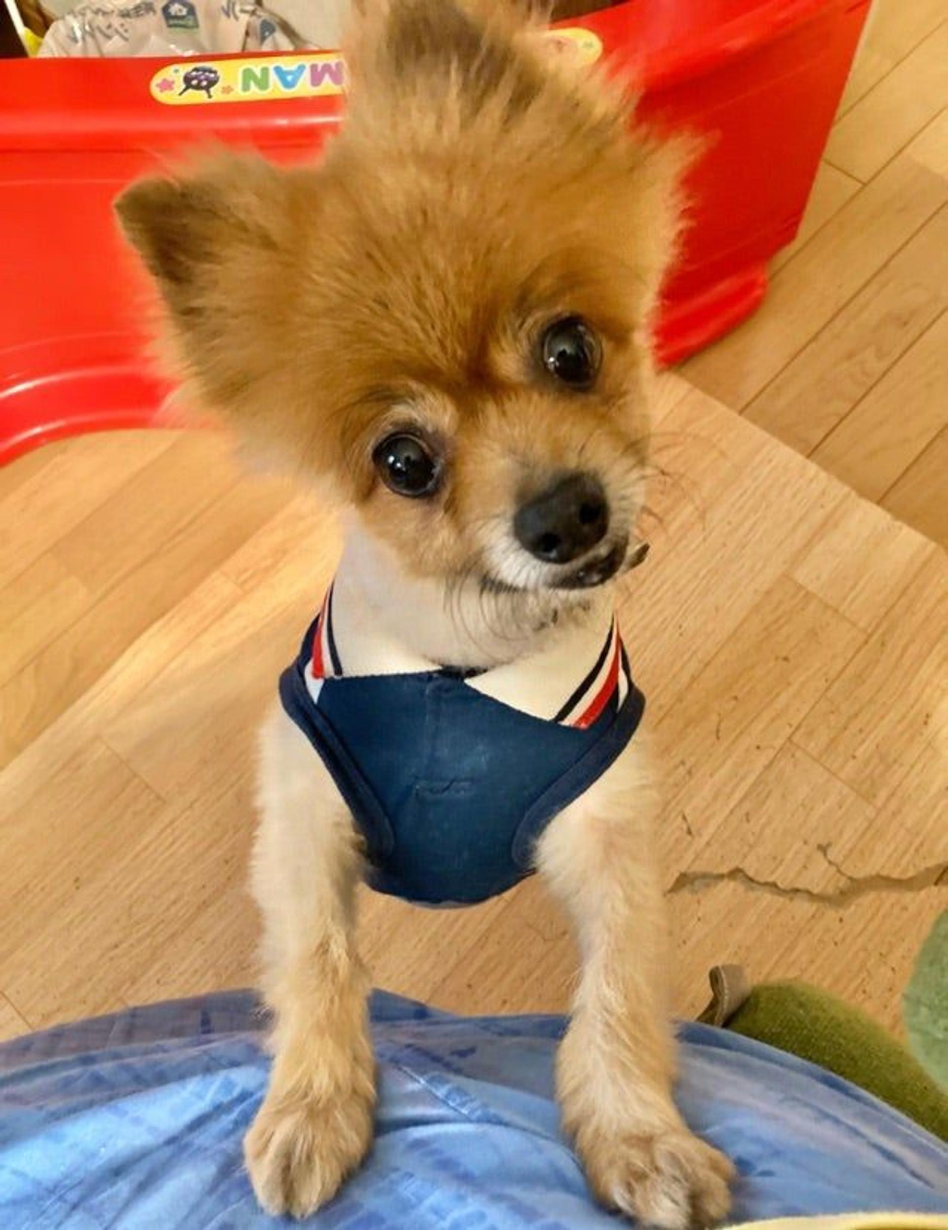 pet-image-4