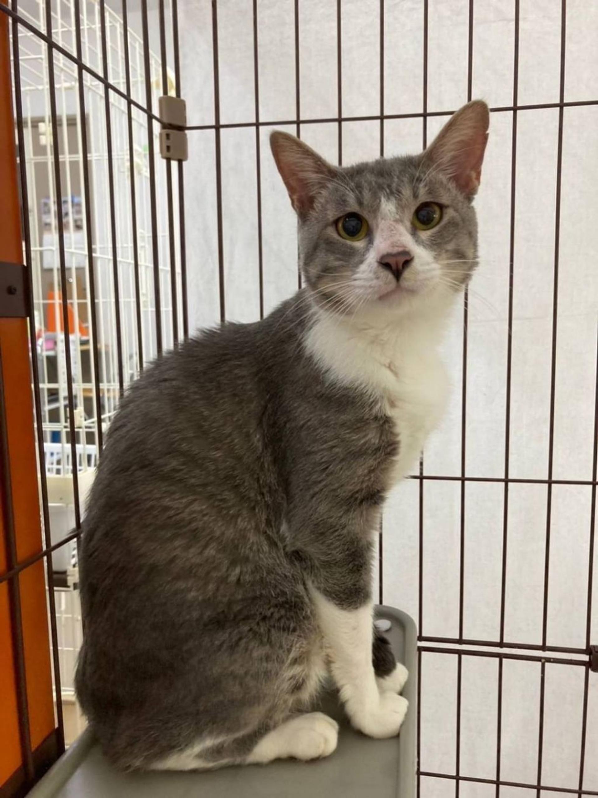 pet-image-2