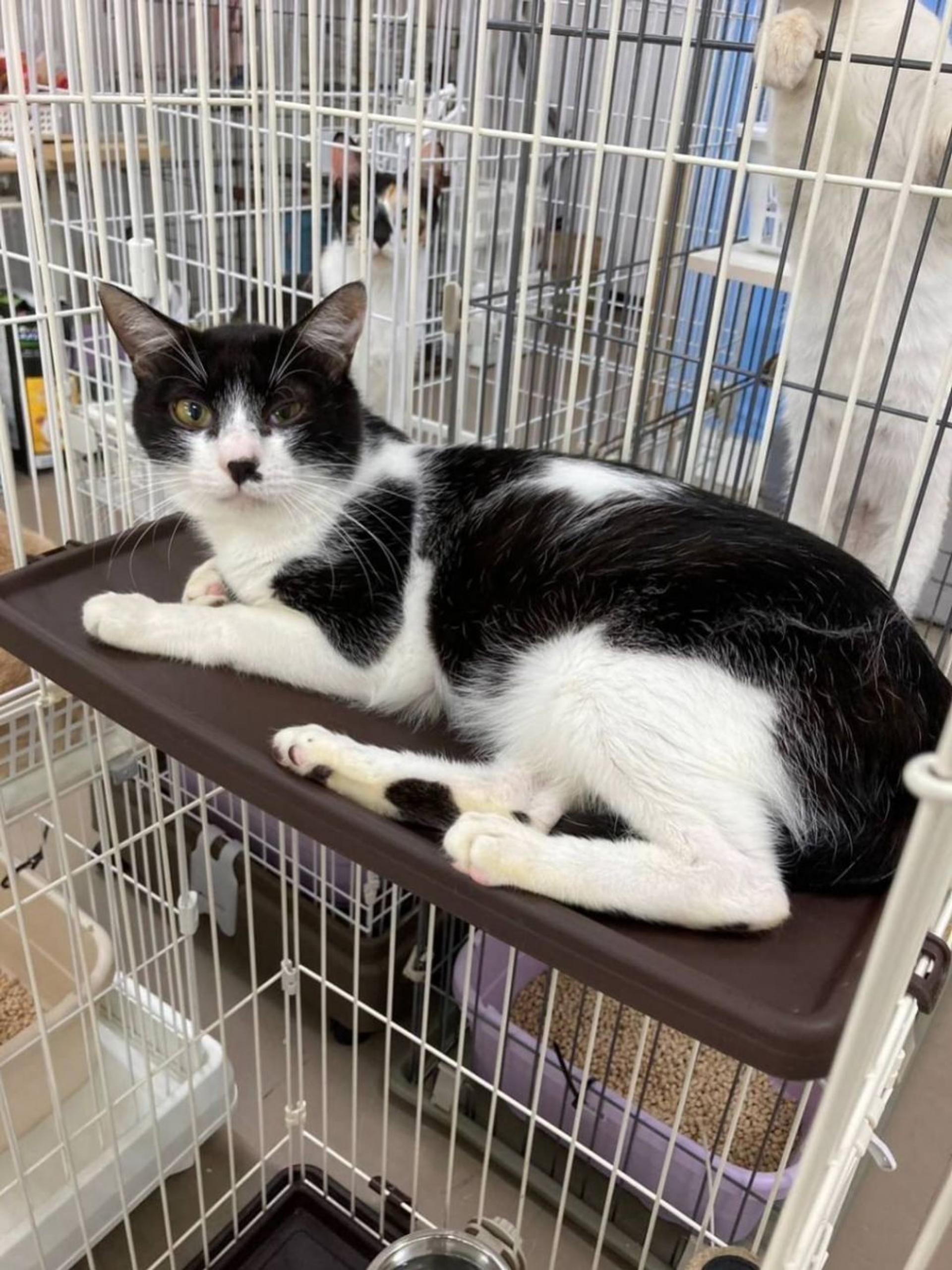 pet-image-2