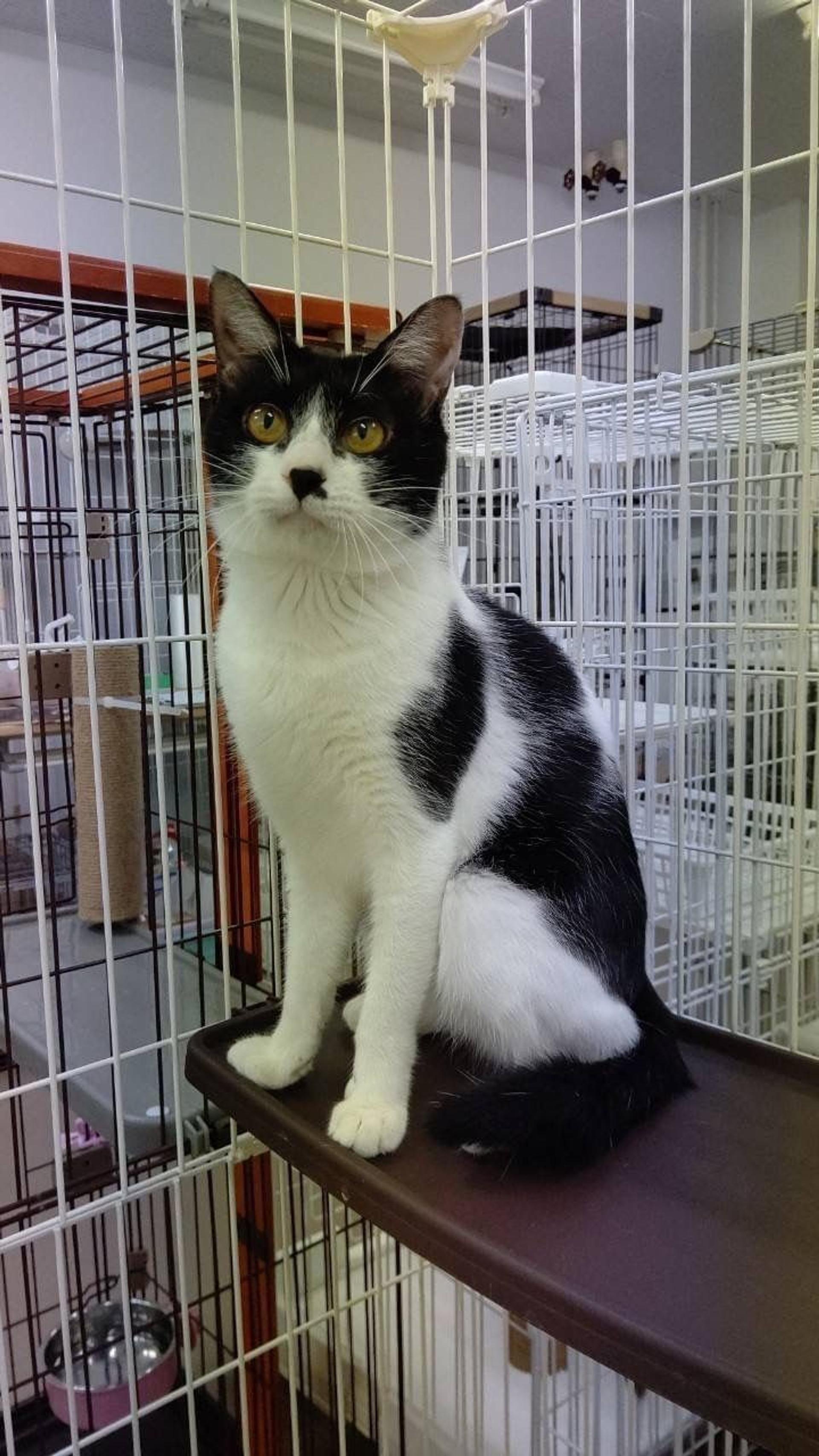 pet-image-3