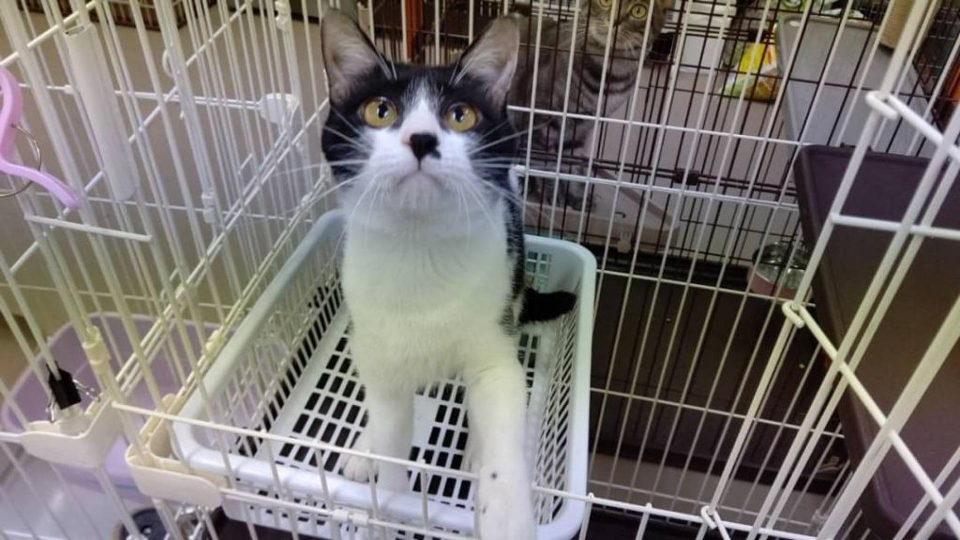 pet-image-6