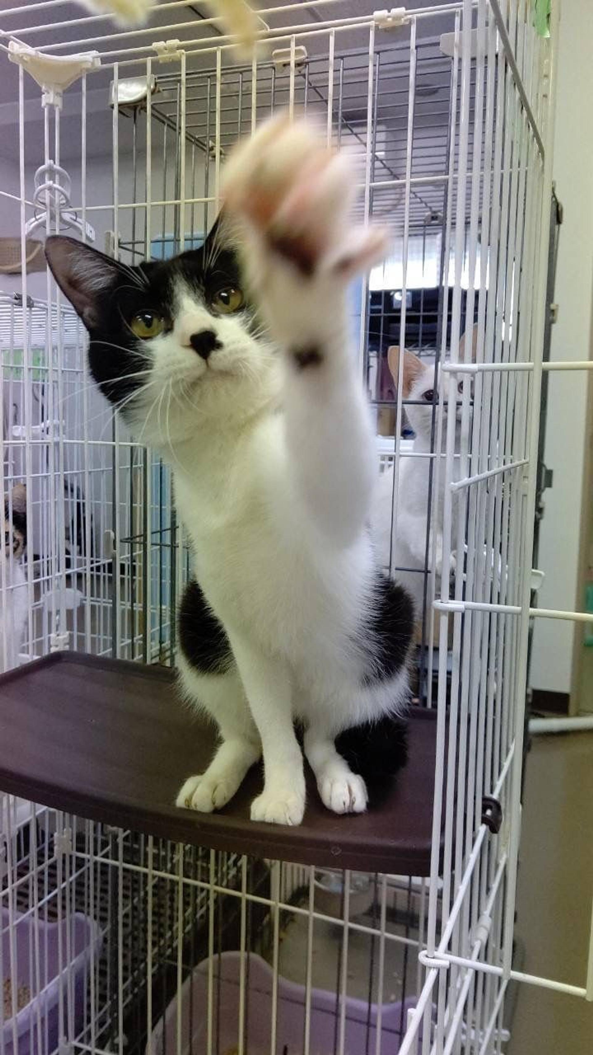 pet-image-8