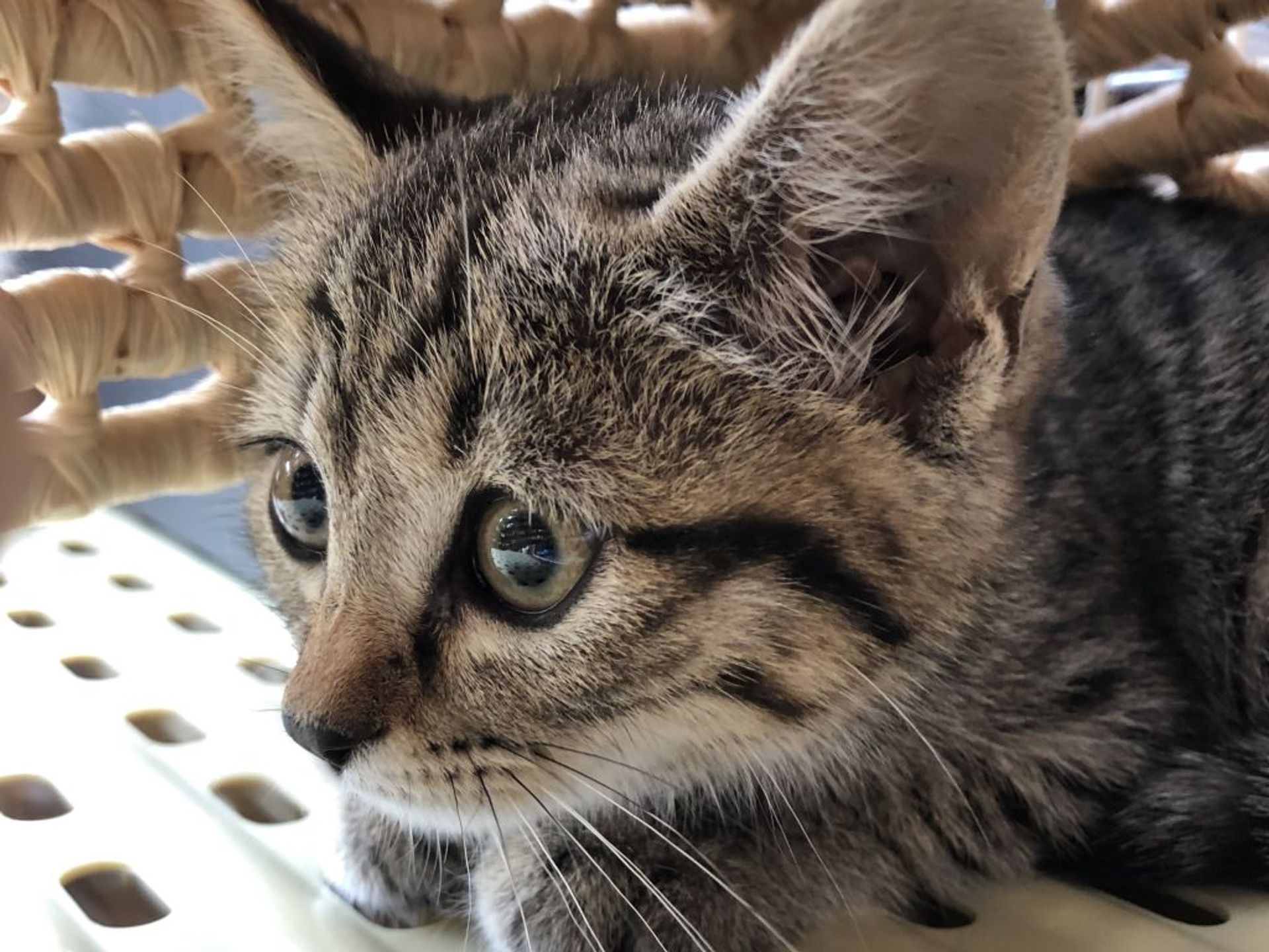 雑種（ミックス猫）・メスの里親募集の写真