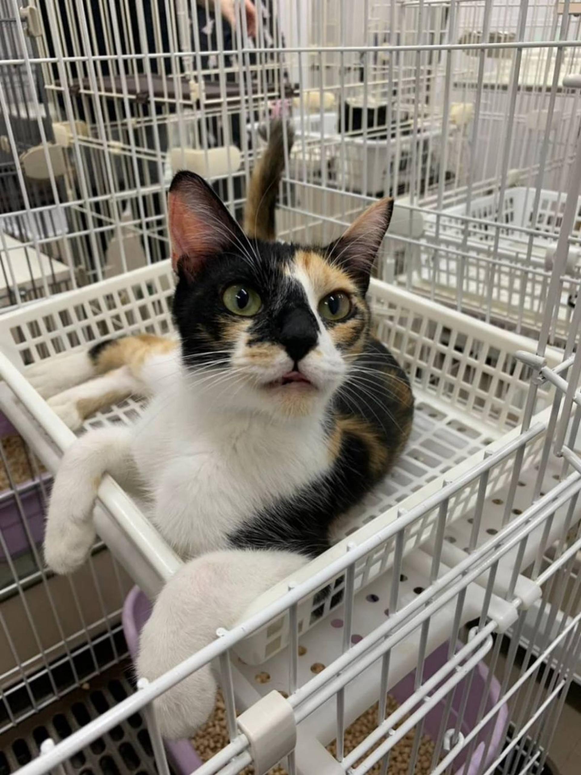 pet-image-3