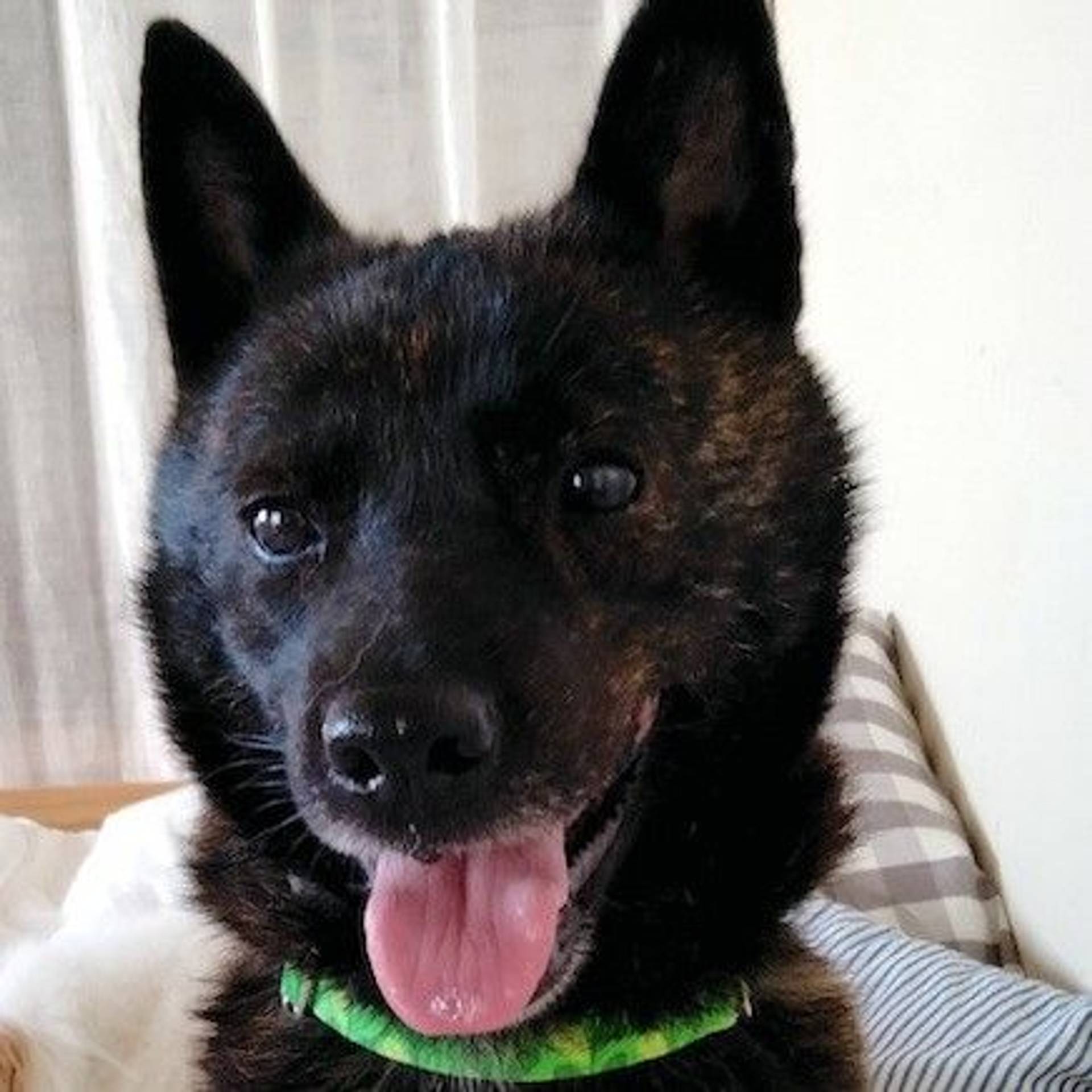 甲斐犬・メスの里親募集の写真