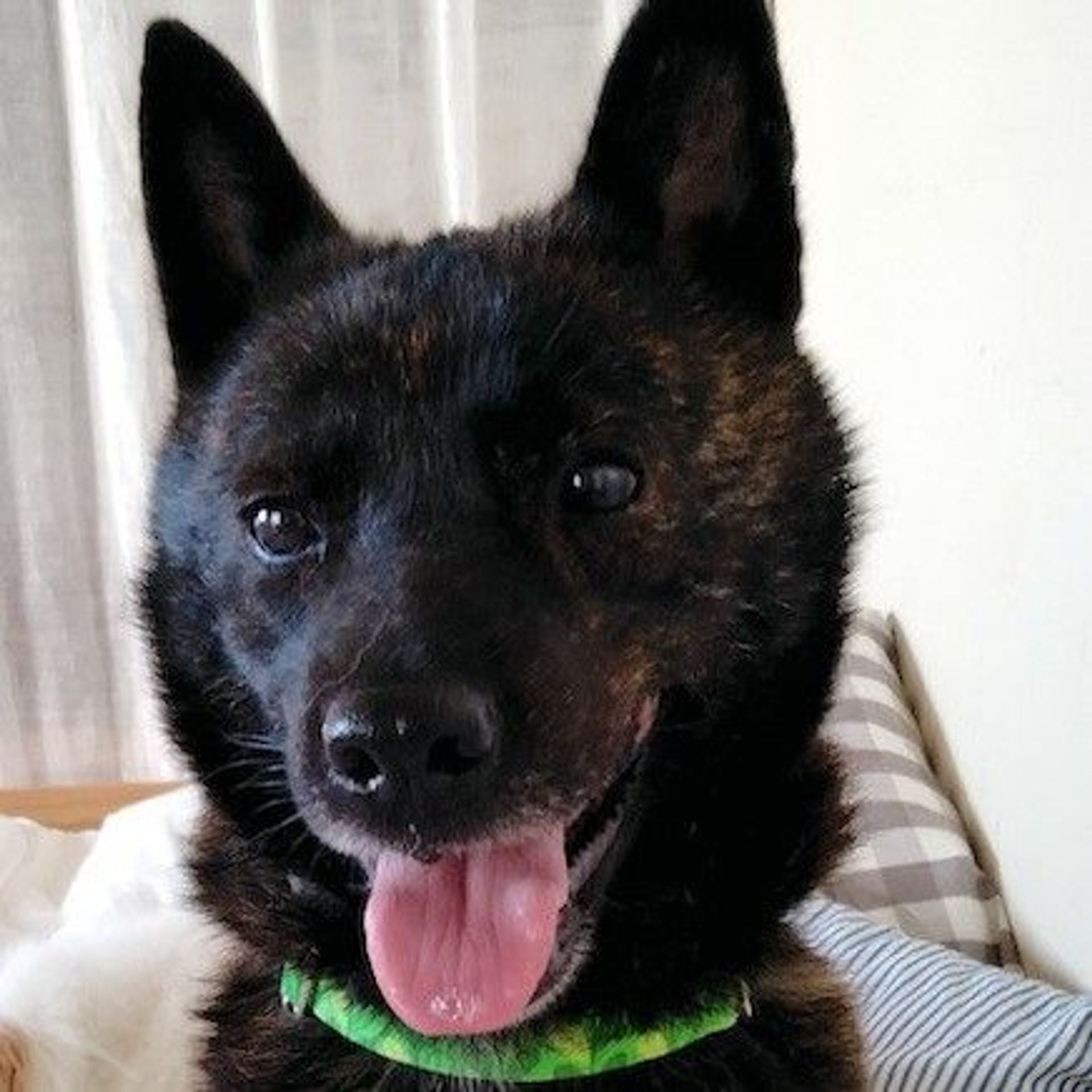 甲斐犬・メスの里親募集の写真