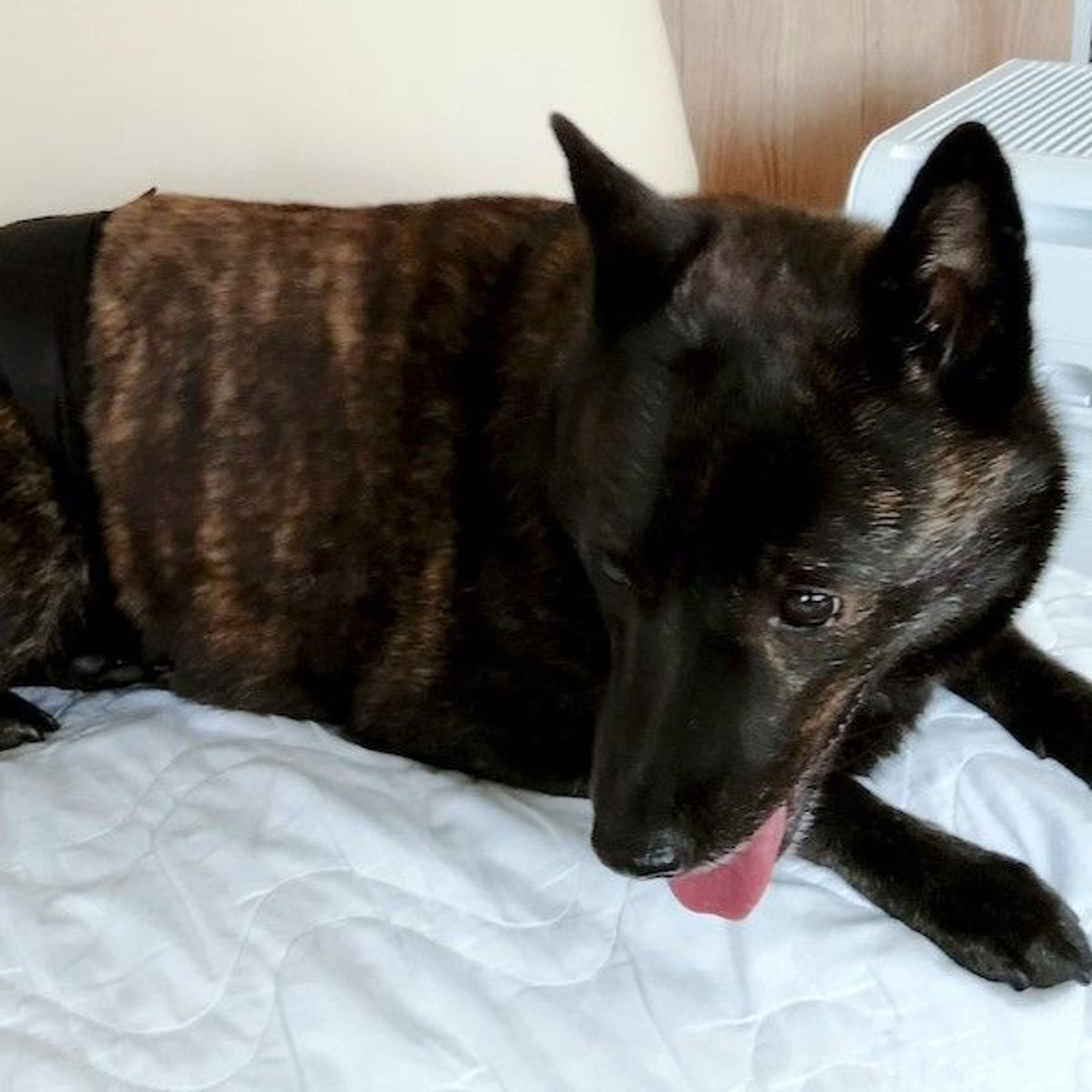 pet-image-4