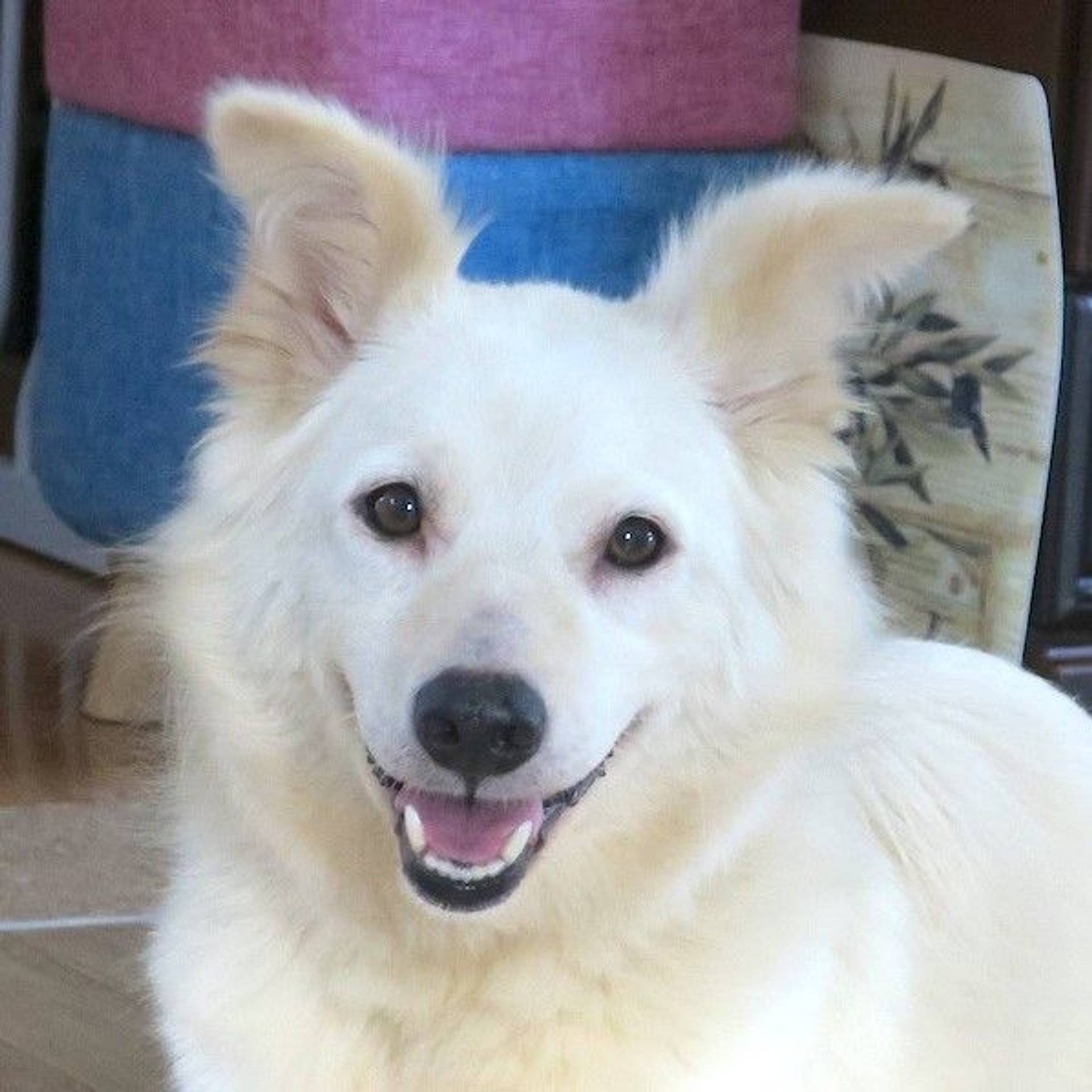 雑種（ミックス犬）・メスの里親募集の写真