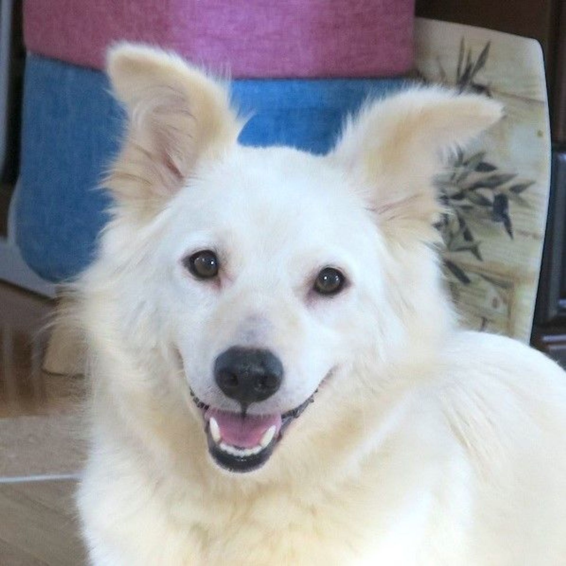 雑種（ミックス犬）・メスの里親募集の写真