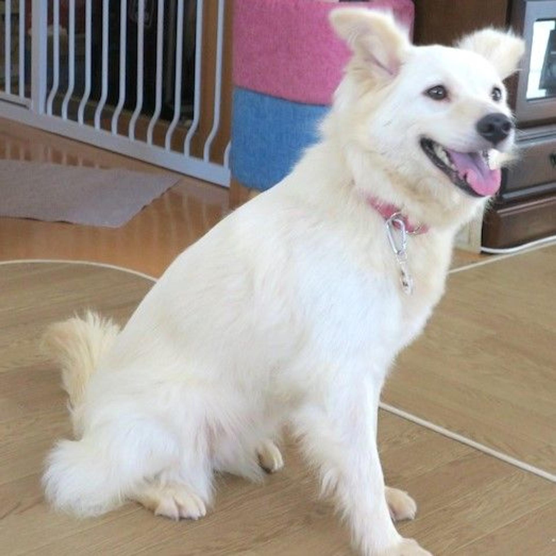 pet-image-2