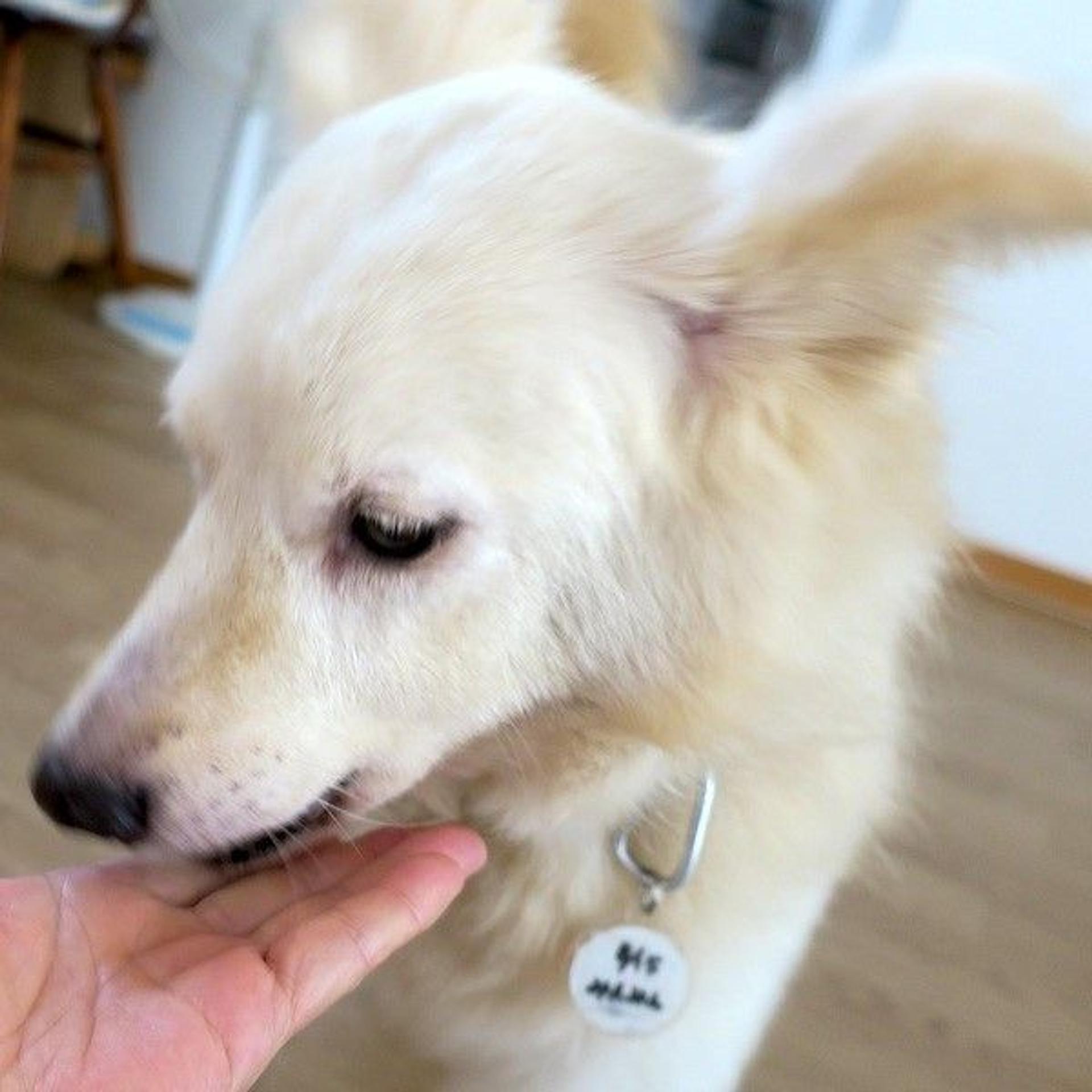 pet-image-3