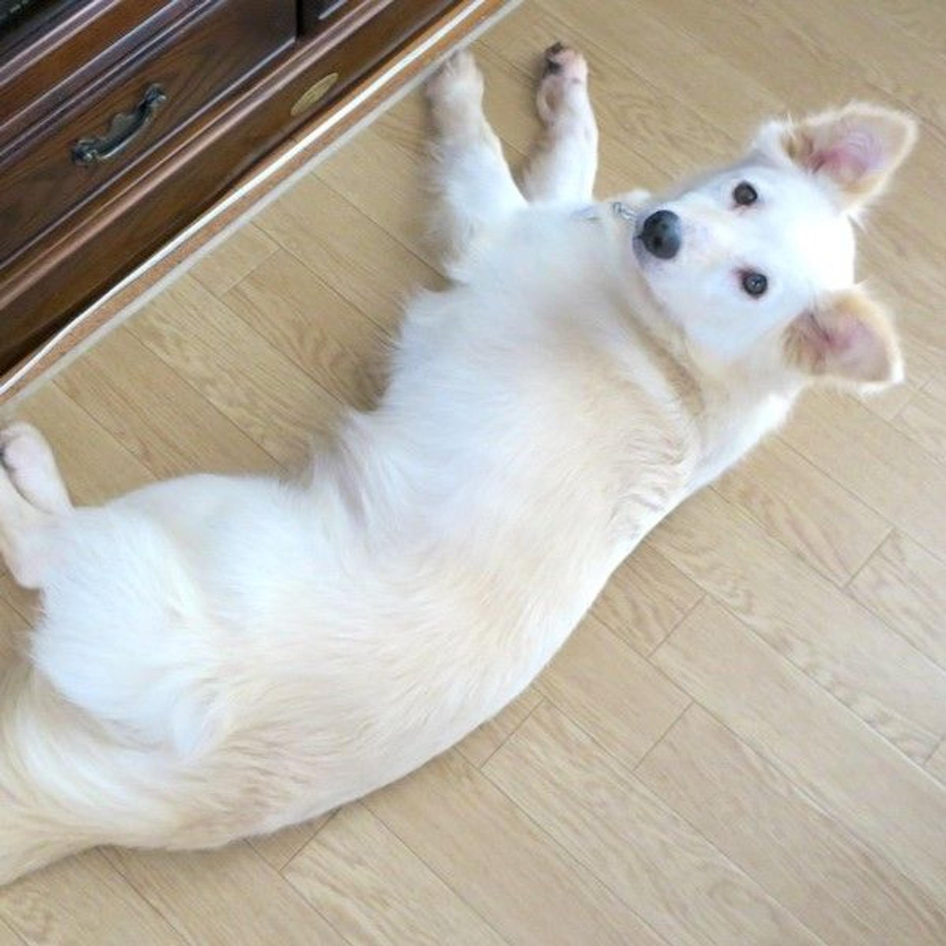pet-image-4