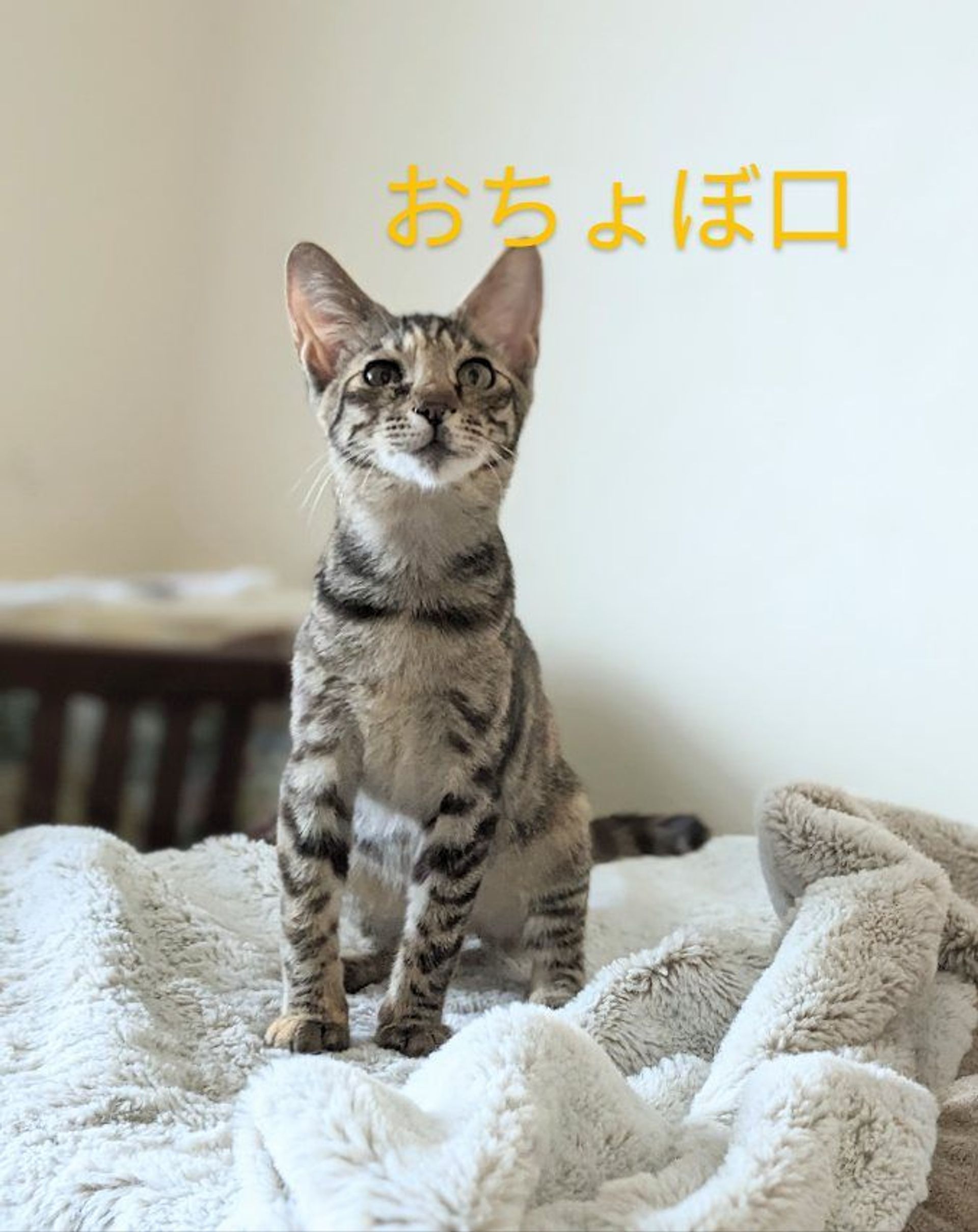 雑種（ミックス猫）・メスの里親募集の写真