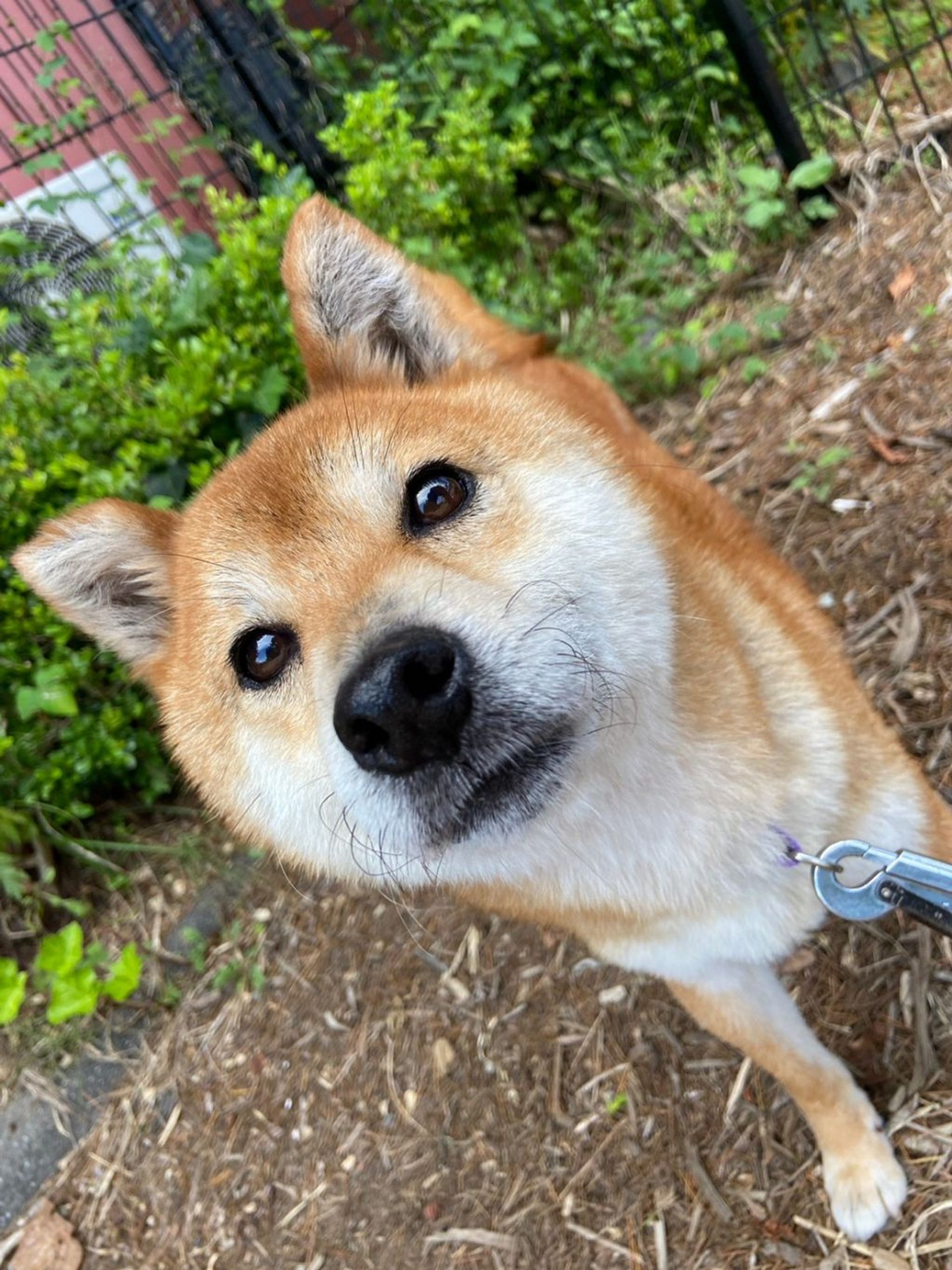雑種（ミックス犬）・メスの里親募集の写真