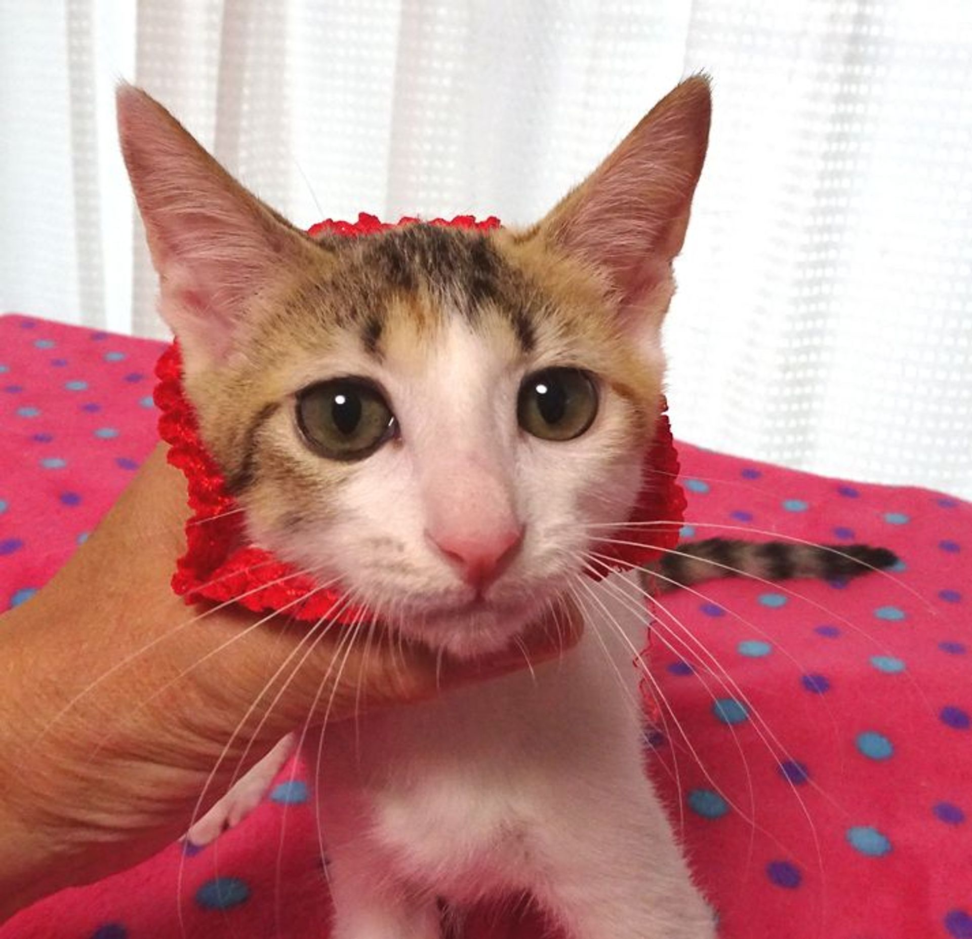 雑種（ミックス猫）・メスの里親募集の写真