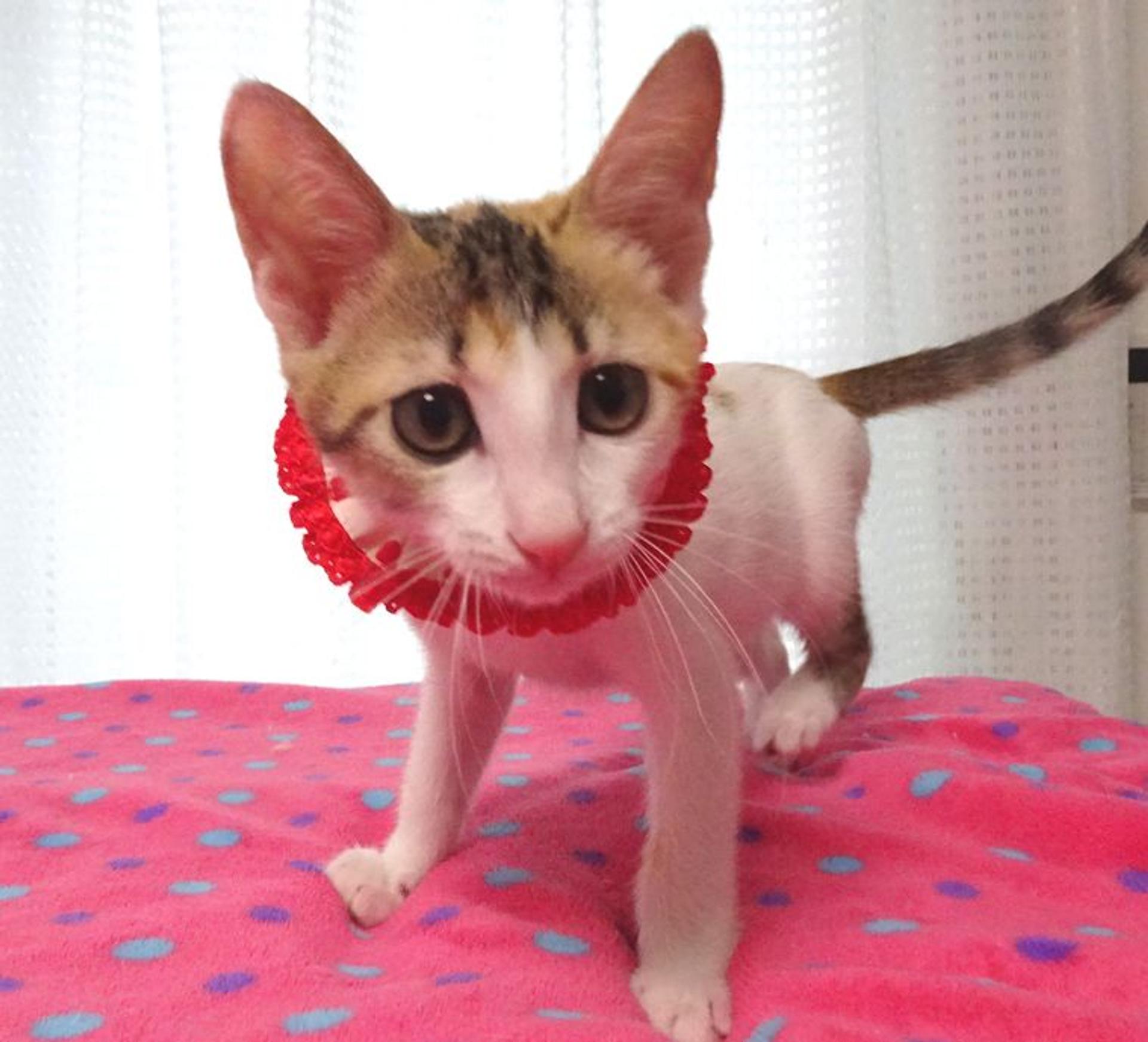 pet-image-2