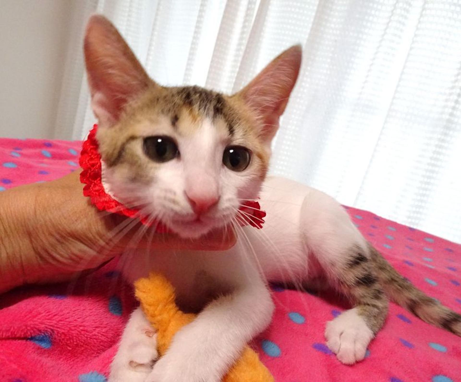 pet-image-4