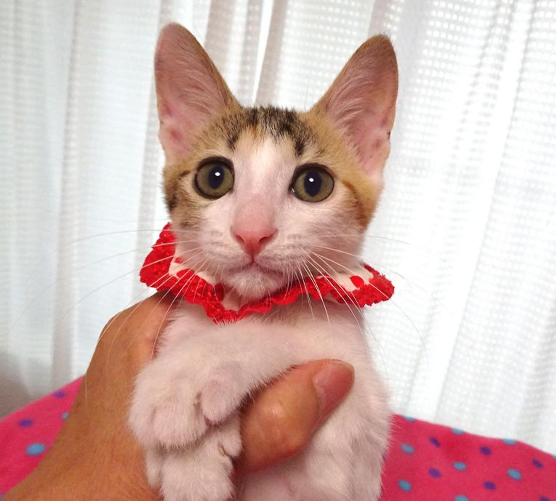 pet-image-6