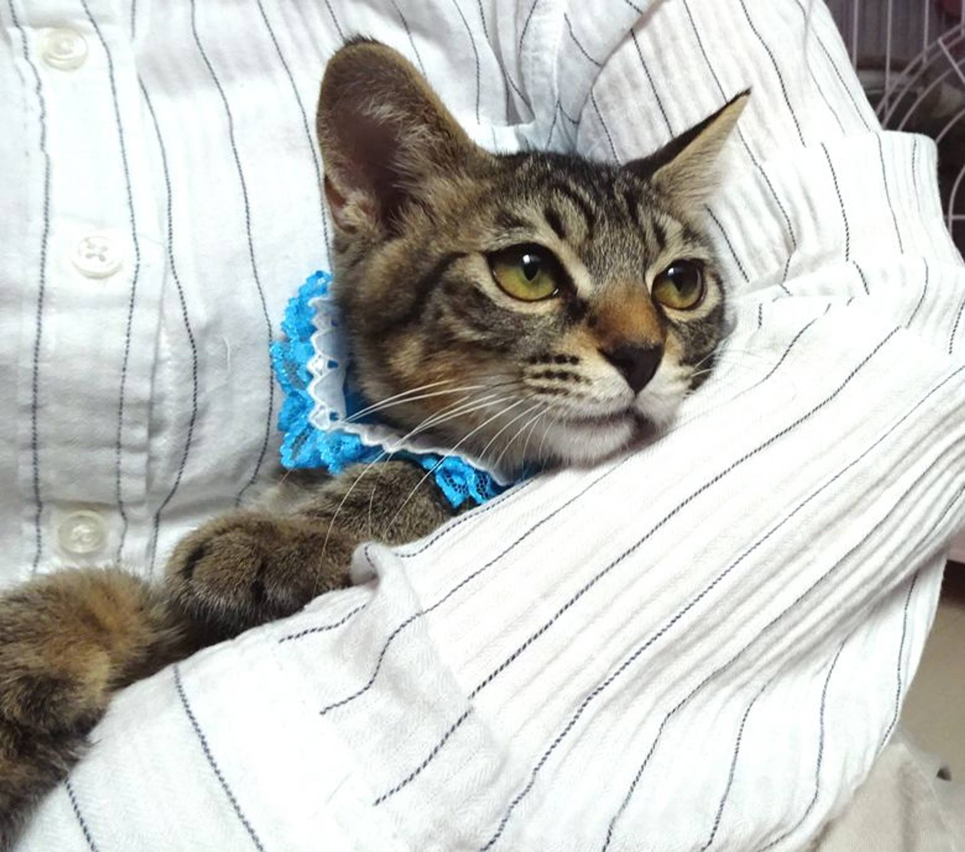 雑種（ミックス猫）・オスの里親募集の写真