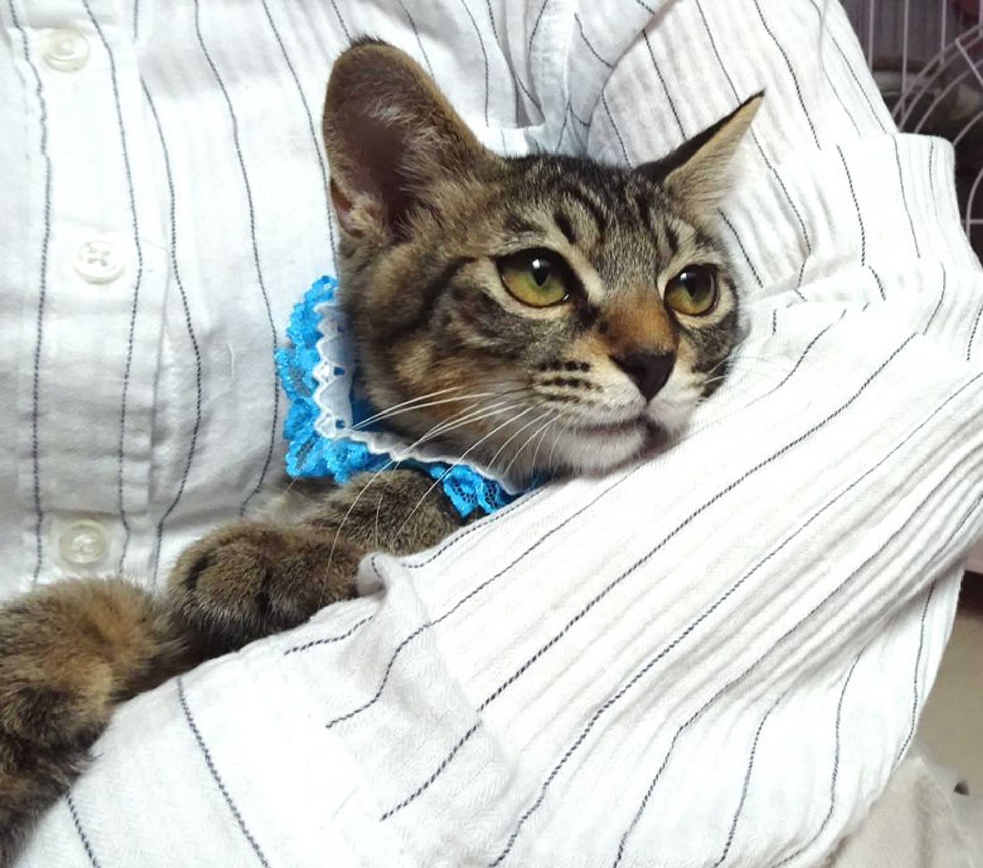 雑種（ミックス猫）・オスの里親募集の写真