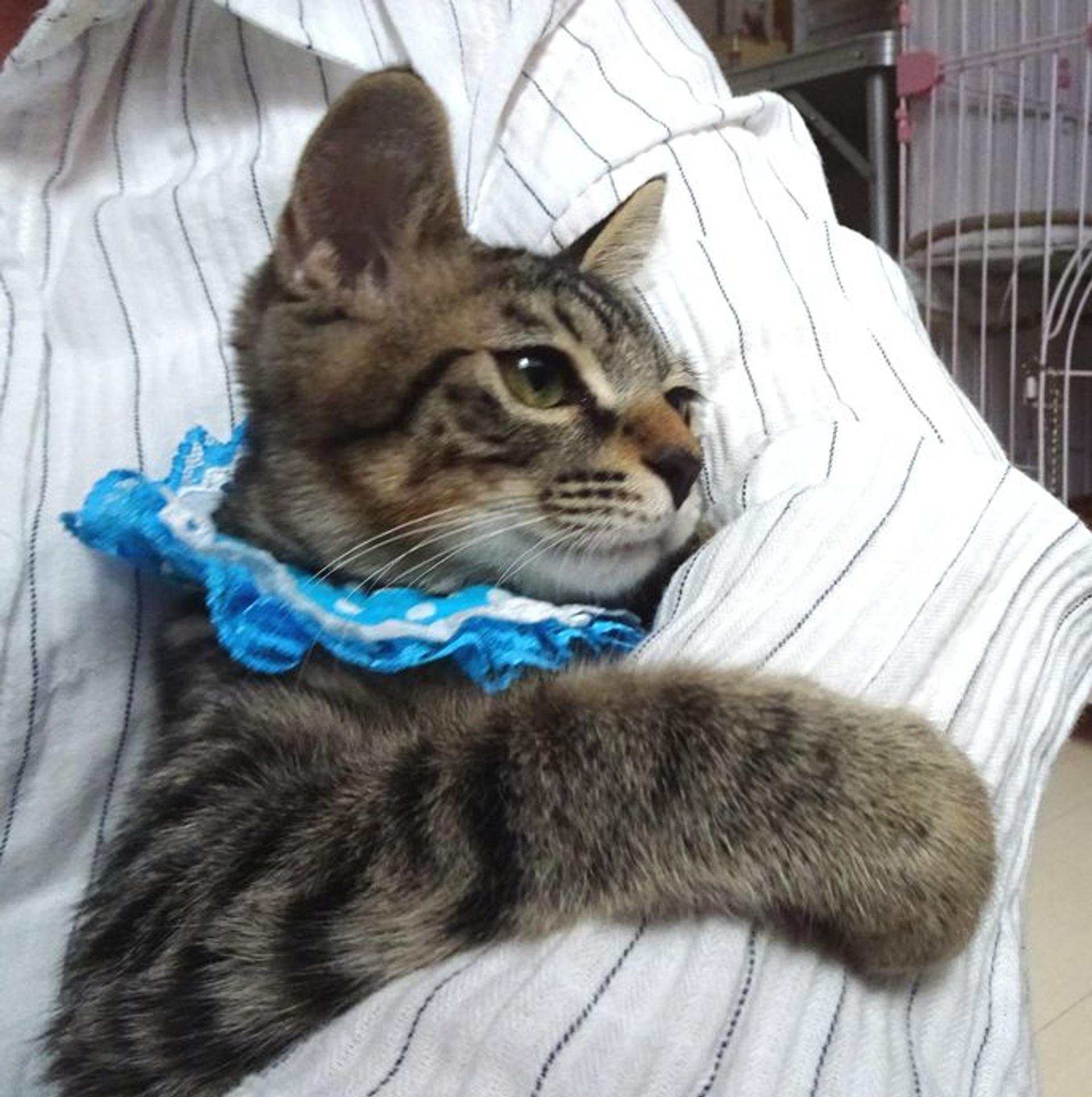 pet-image-2