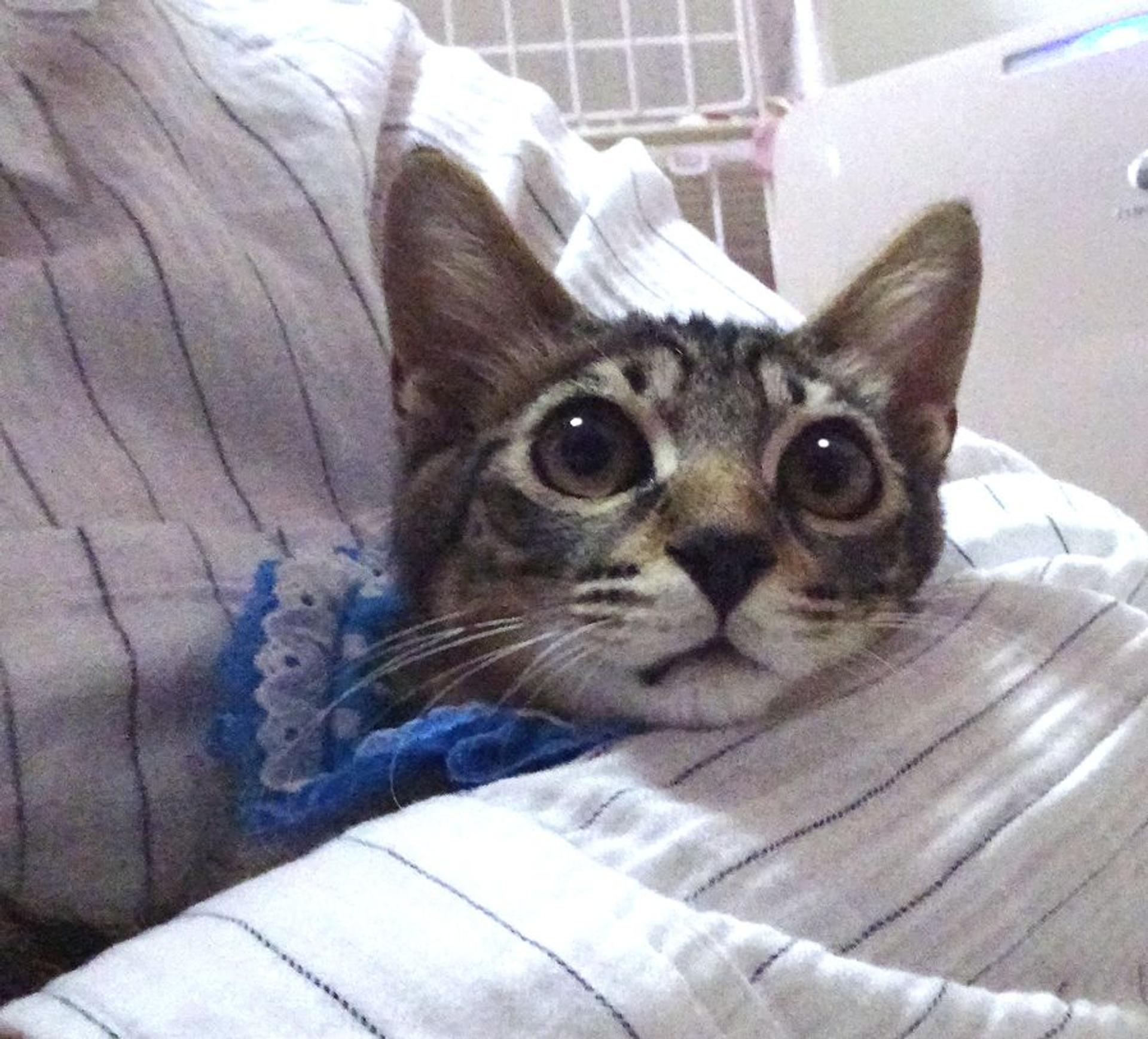 pet-image-4