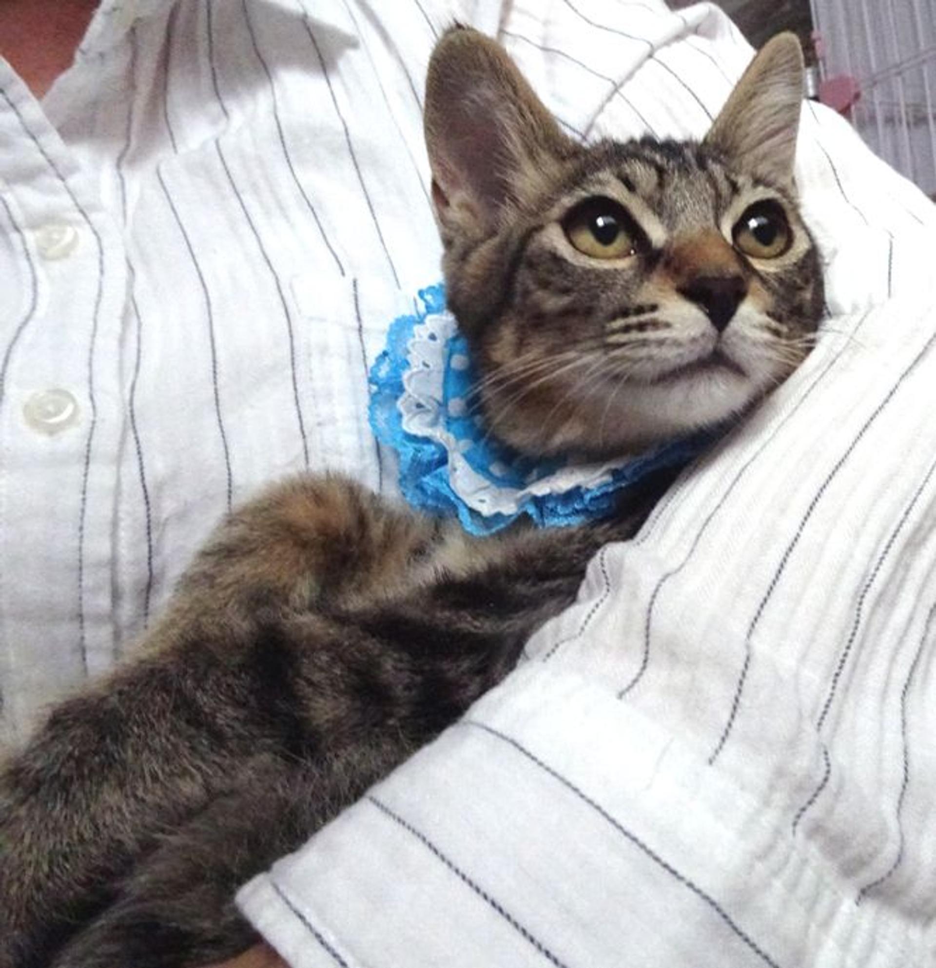 pet-image-5