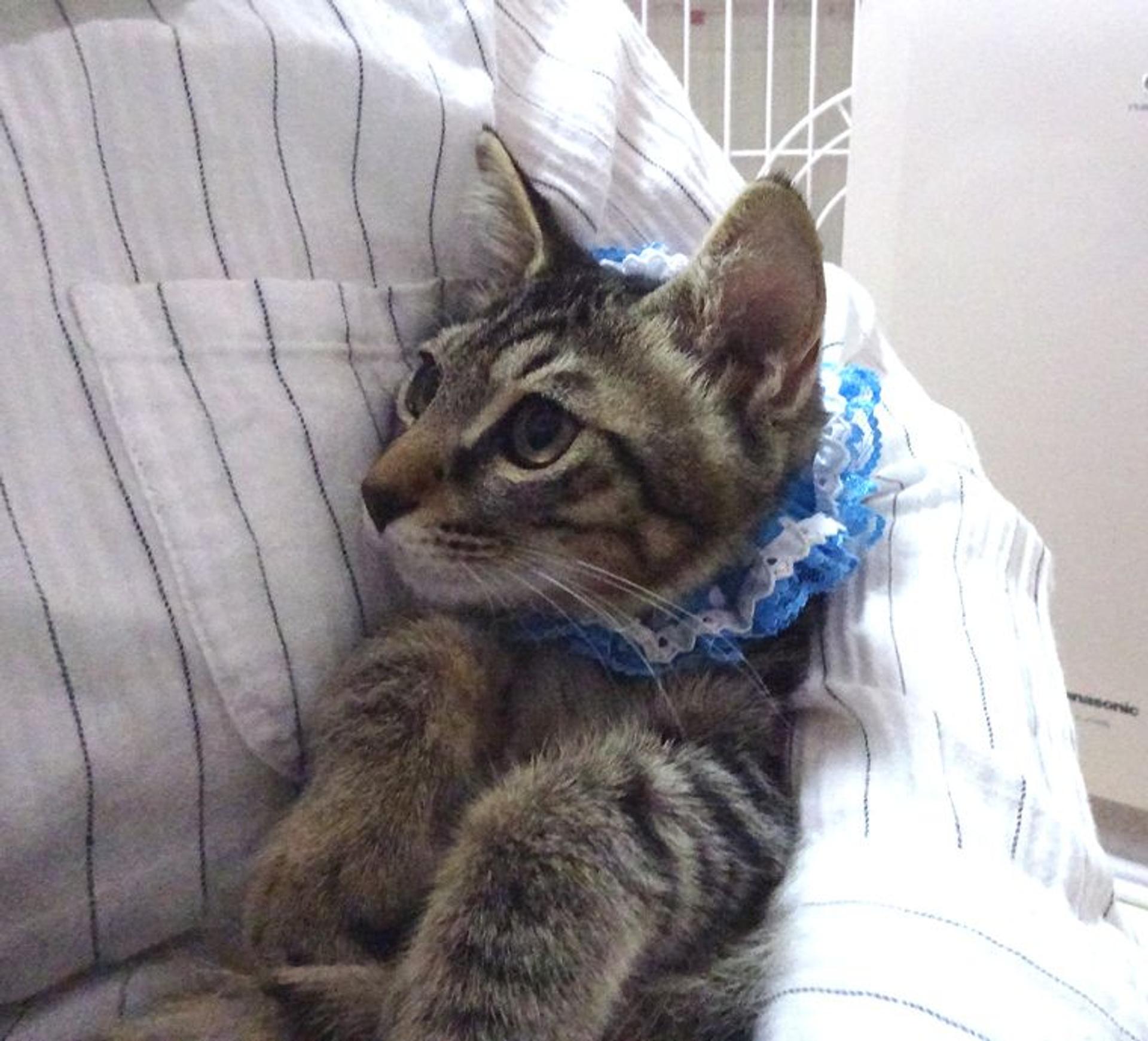 pet-image-7
