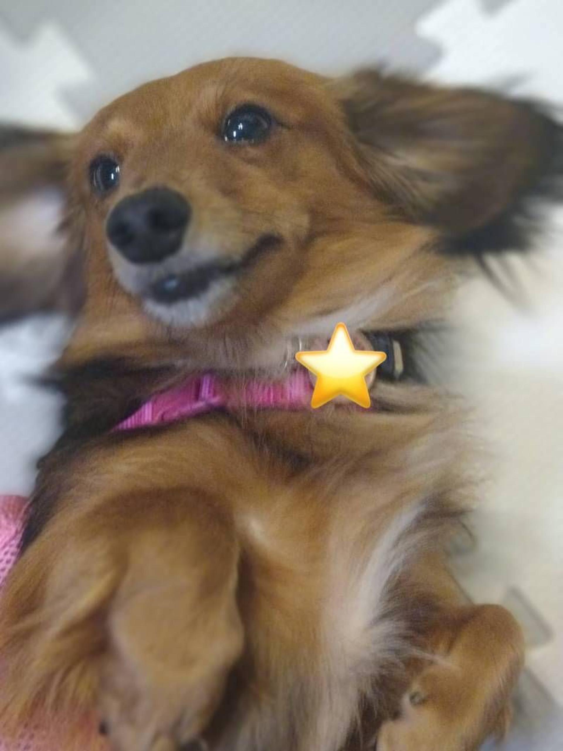 pet-image-3