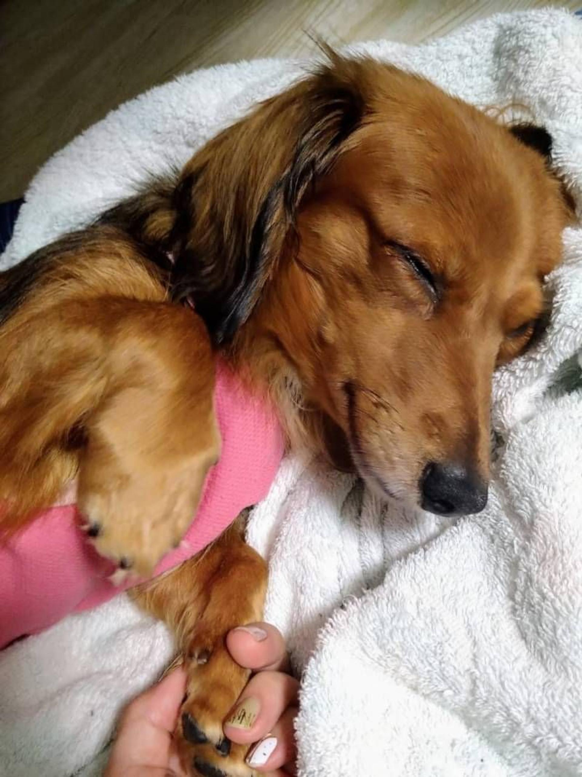pet-image-4