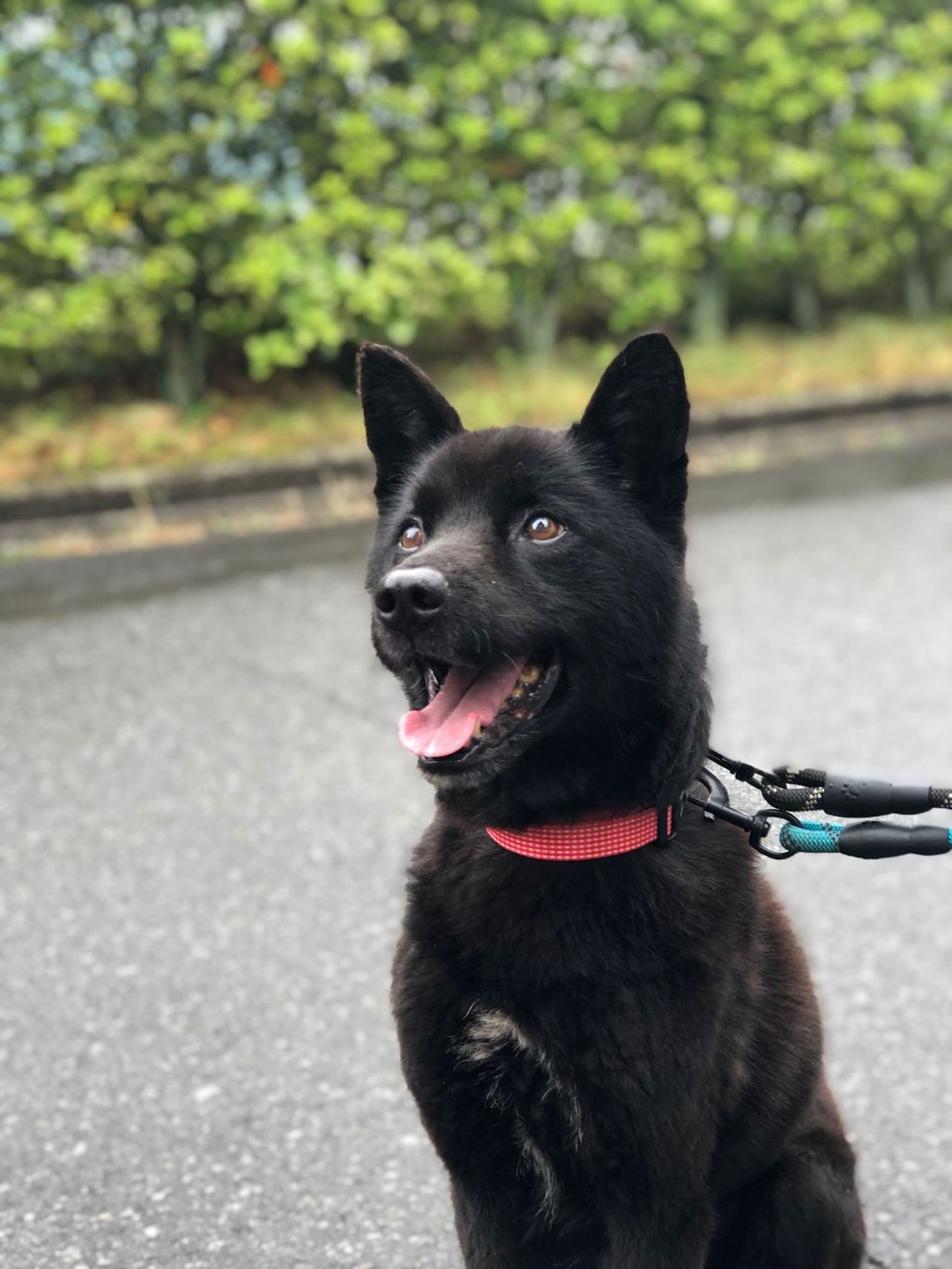 雑種（ミックス犬）・オスの里親募集の写真