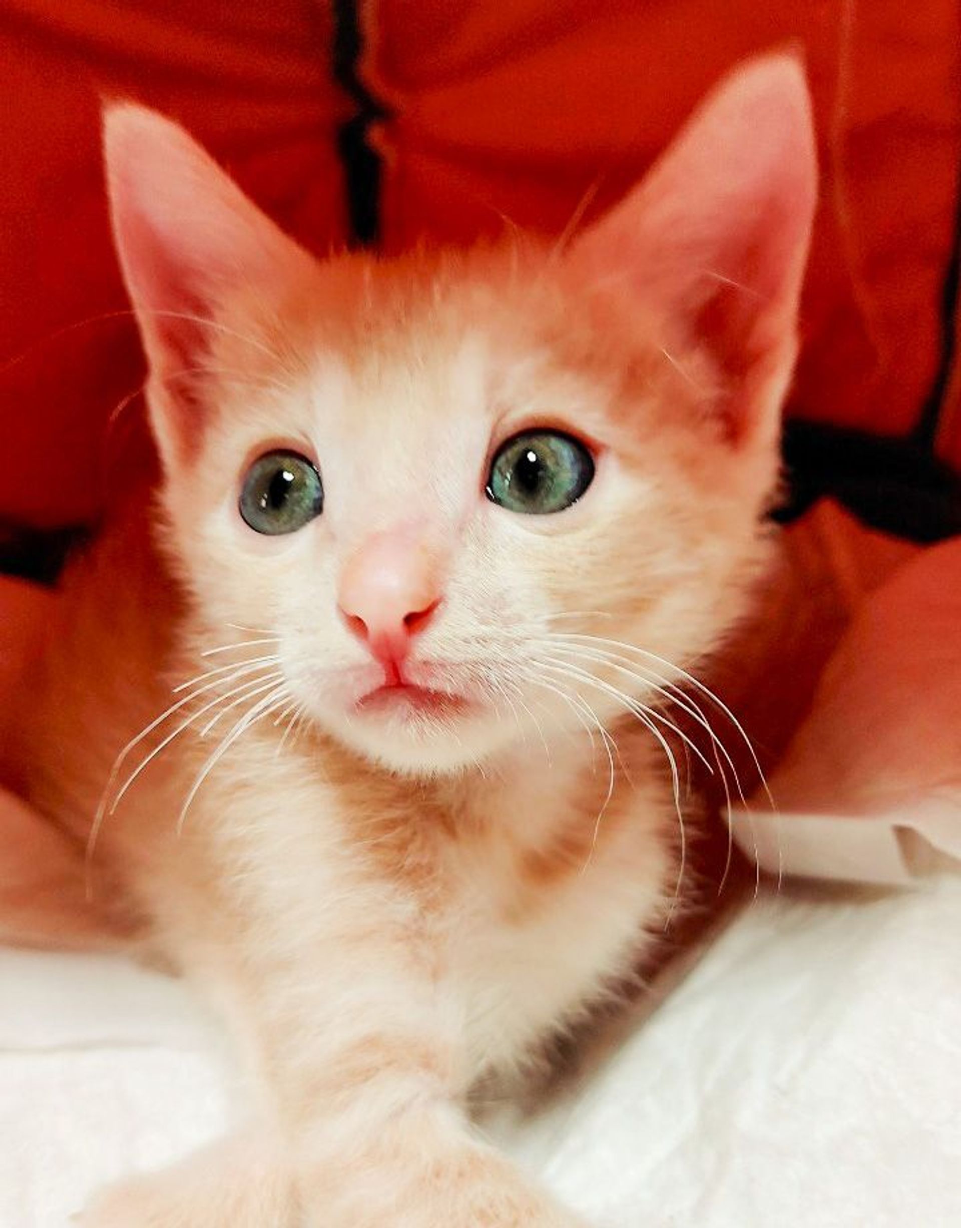 雑種（ミックス猫）・オスの里親募集の写真