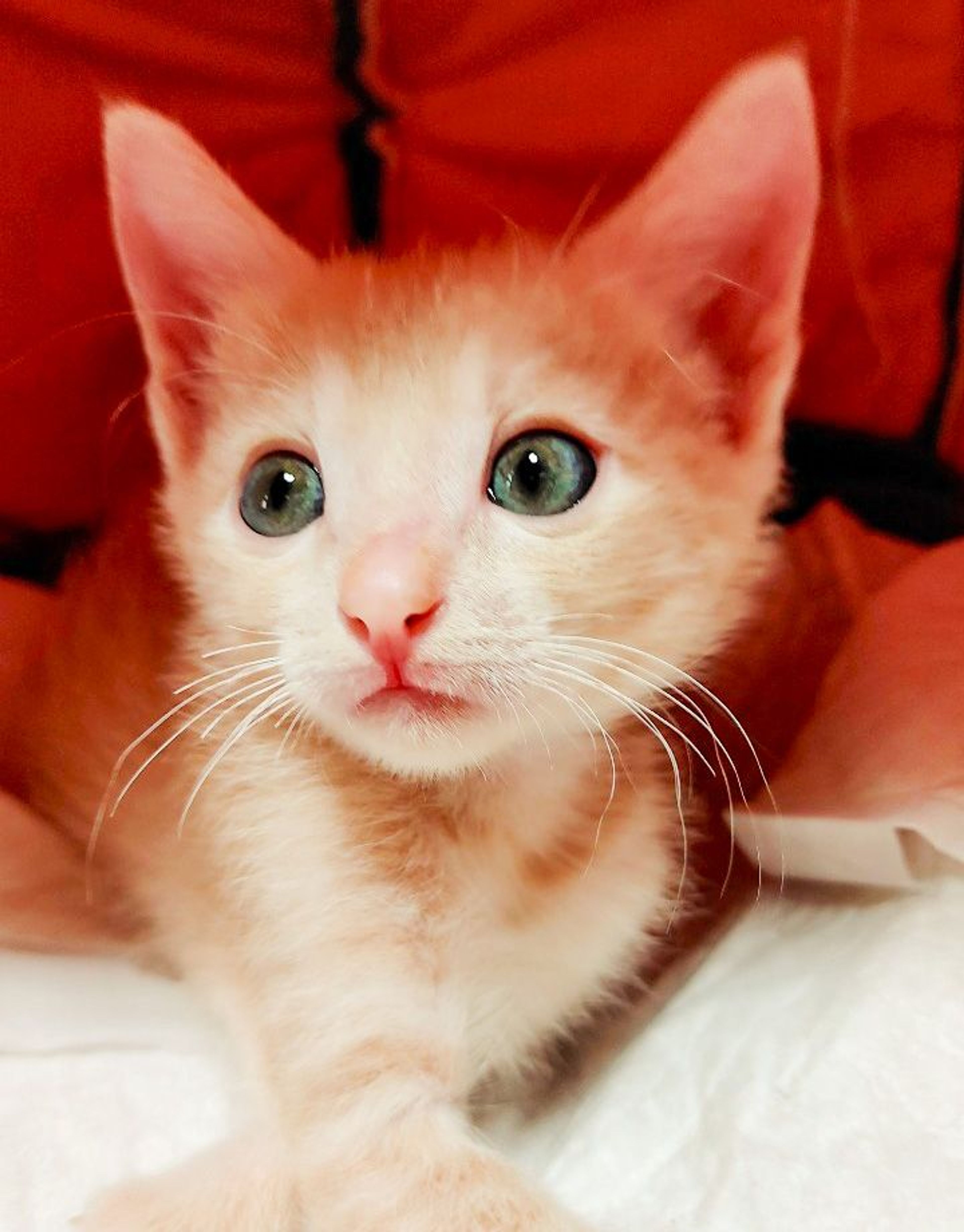 雑種（ミックス猫）・オスの里親募集の写真