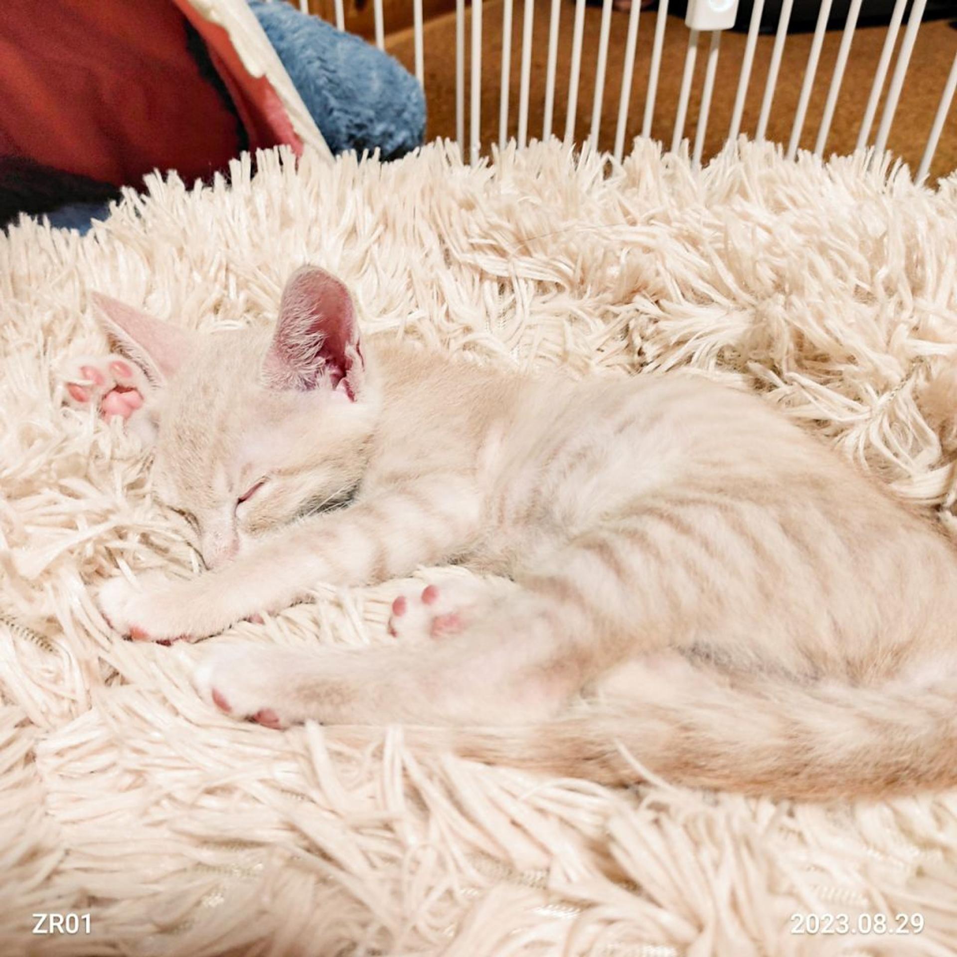 pet-image-5