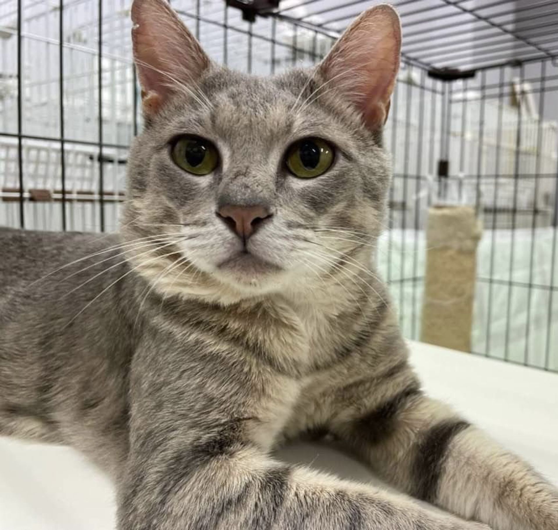 雑種（ミックス猫）・オスの里親募集の写真