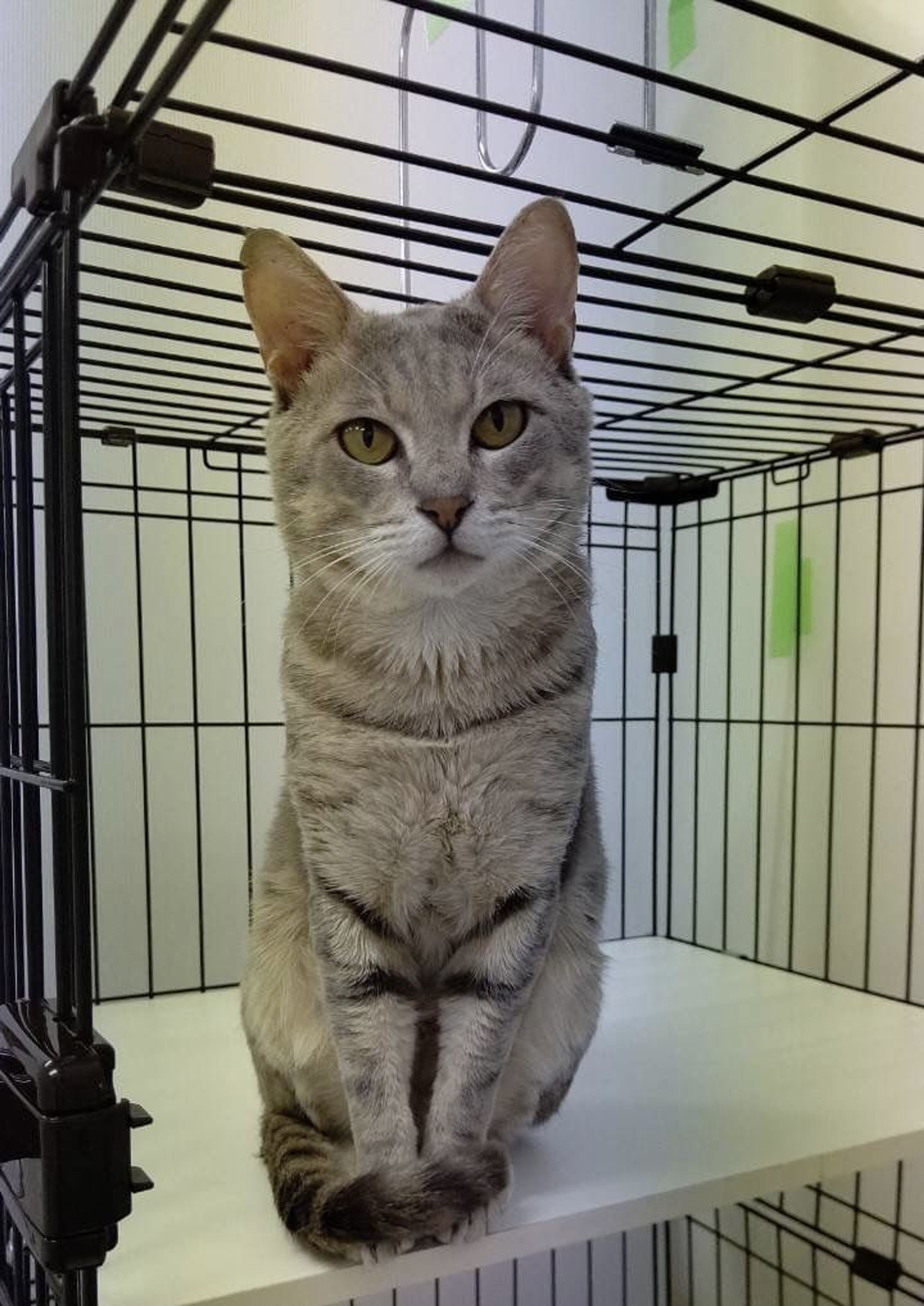 pet-image-2