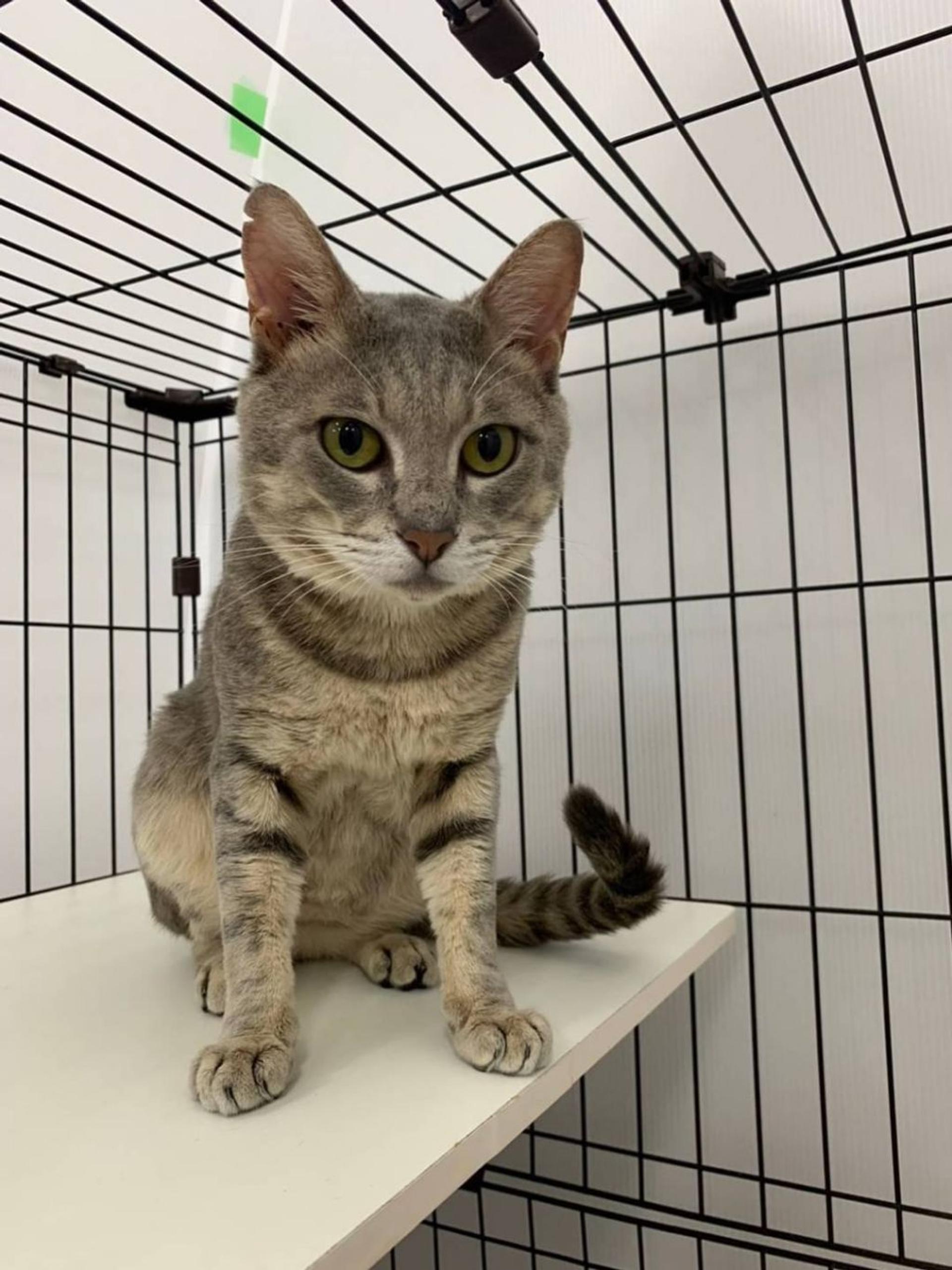 pet-image-4