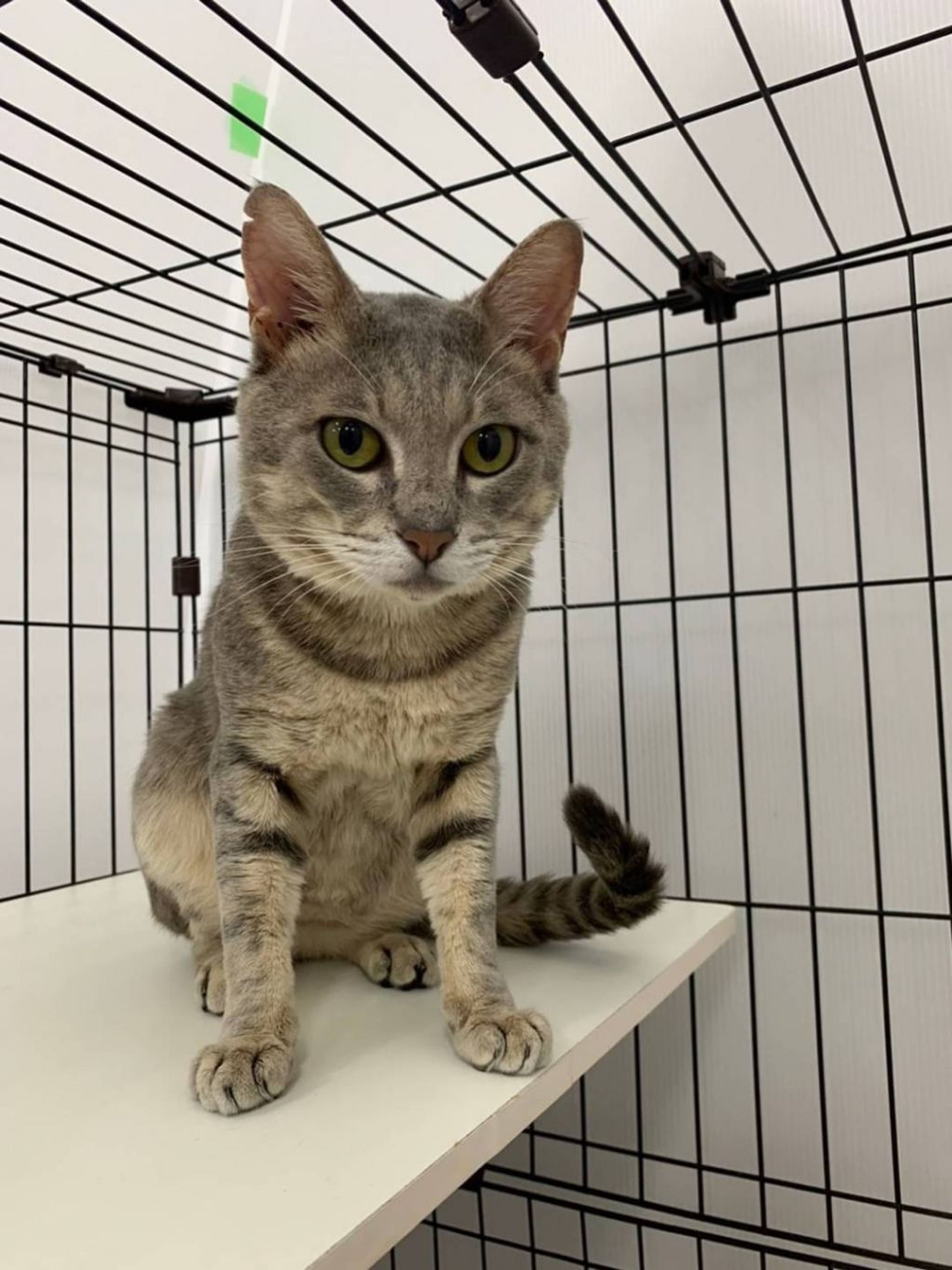 pet-image-4