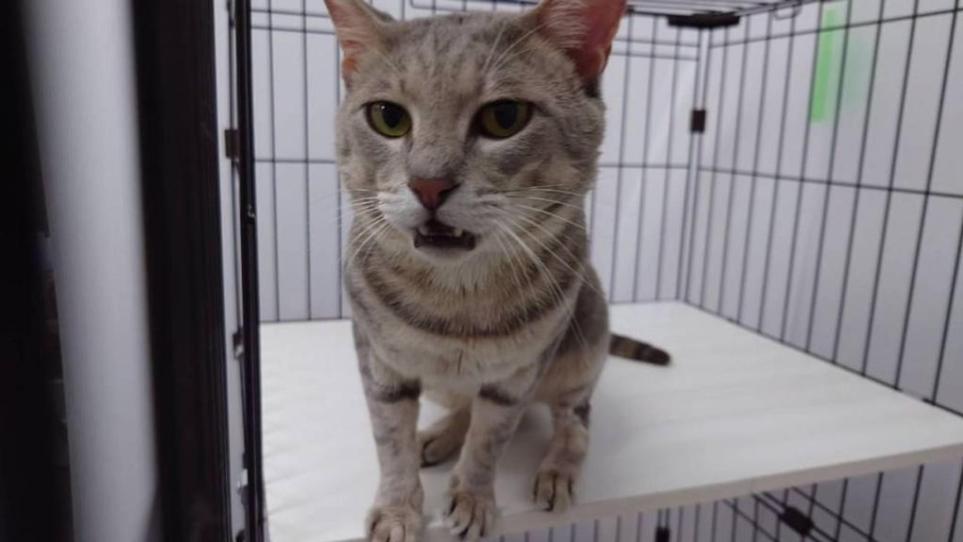 pet-image-5