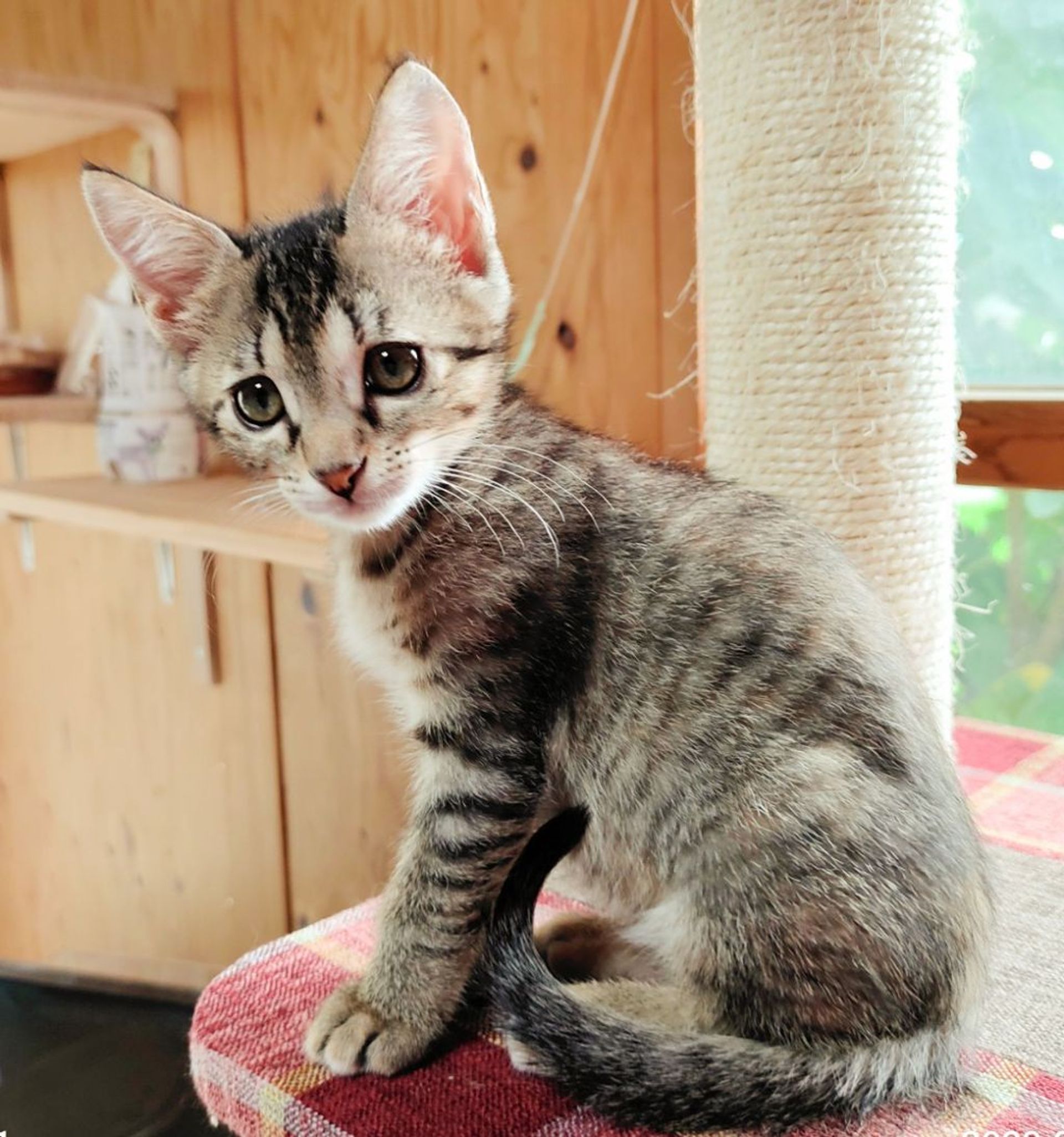 雑種（ミックス猫）・メスの里親募集の写真
