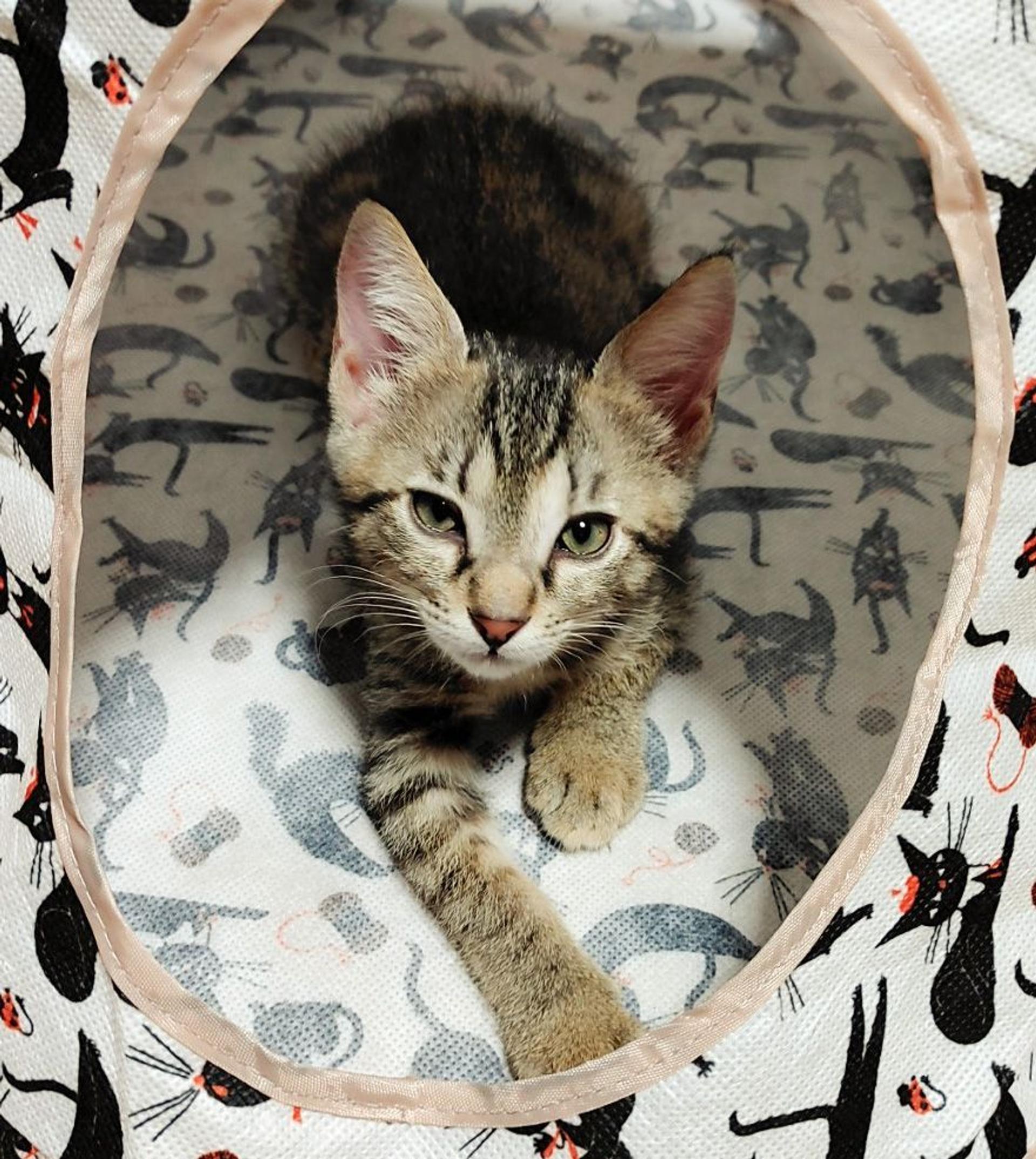 pet-image-3