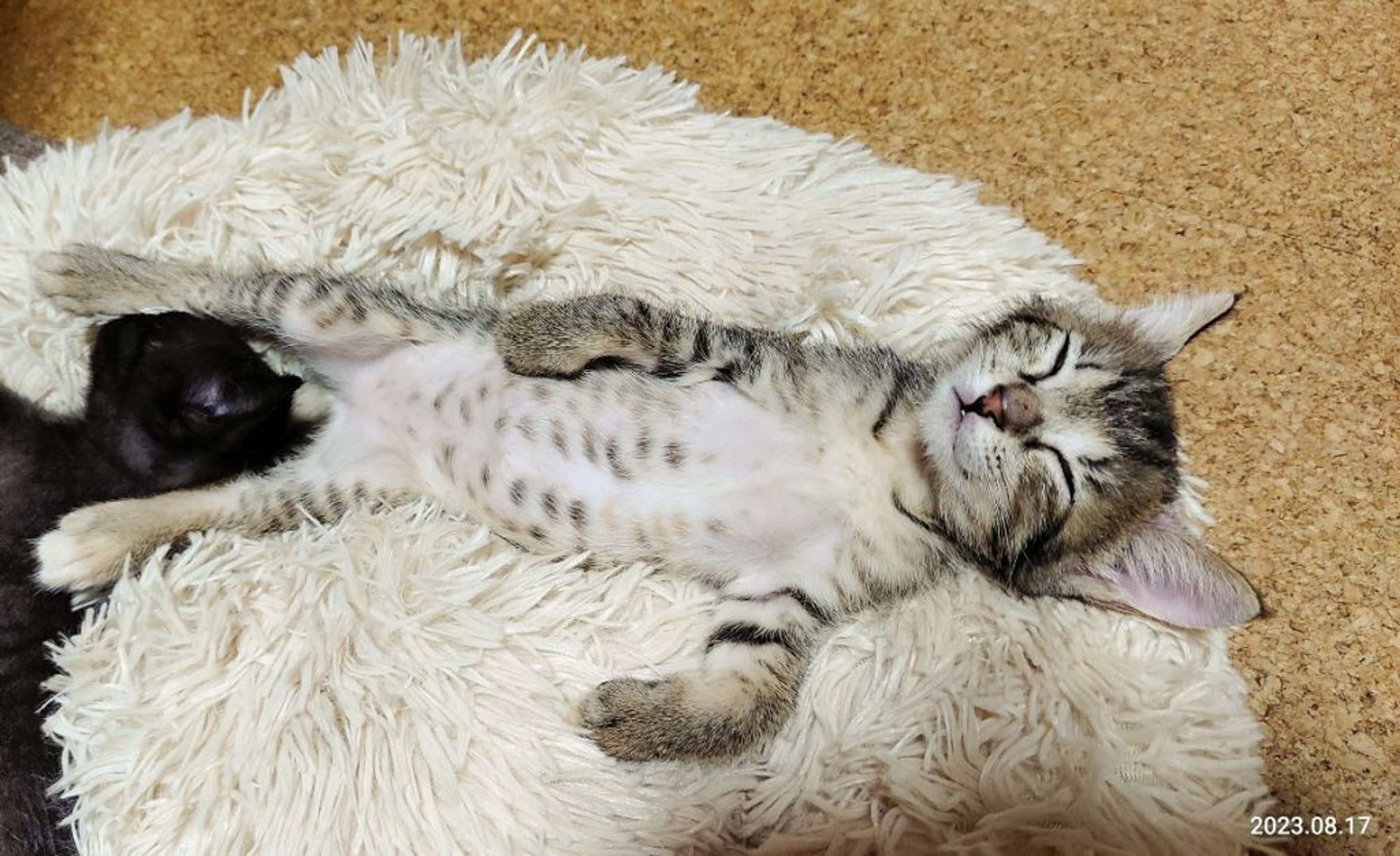 pet-image-4