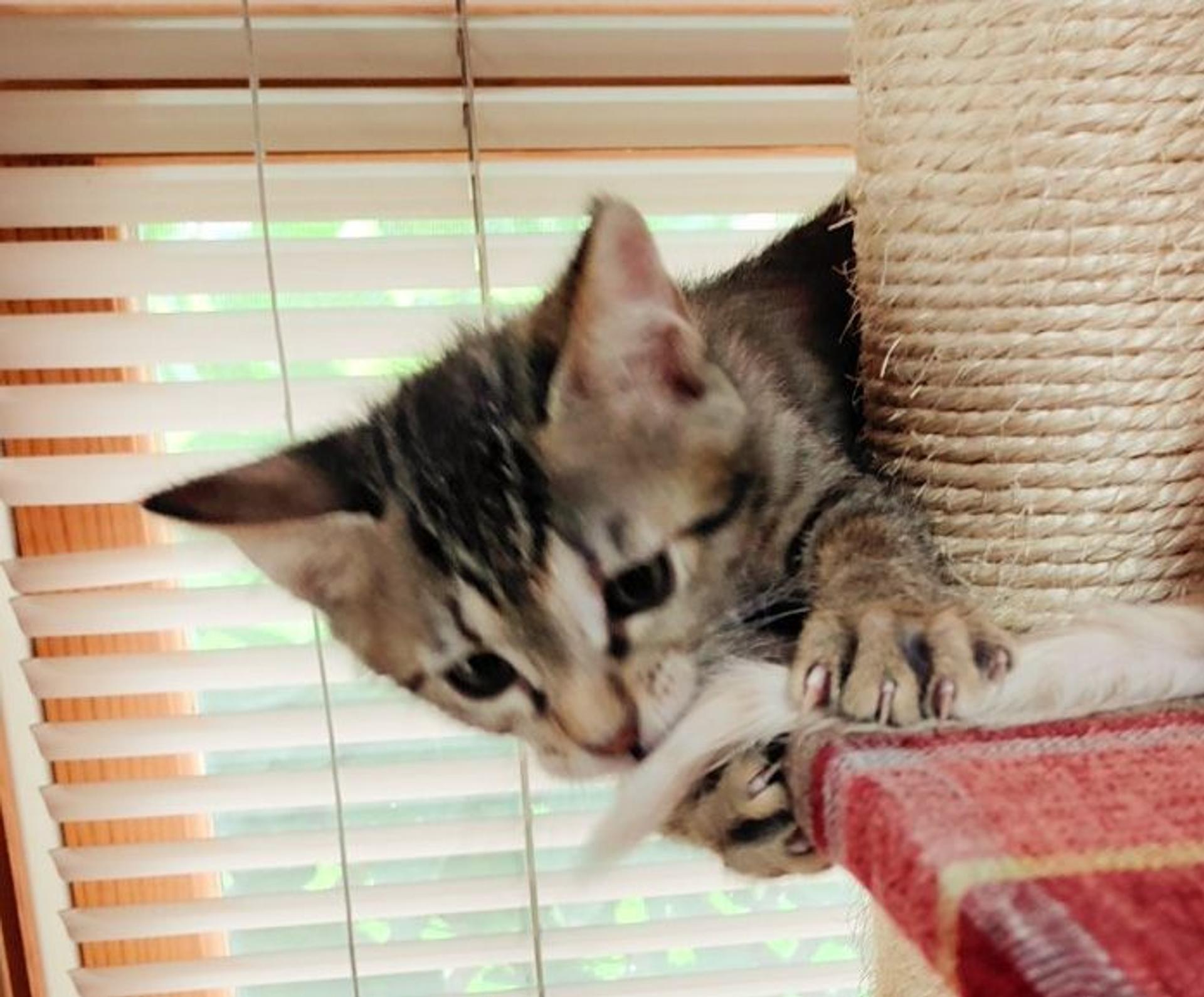 pet-image-5